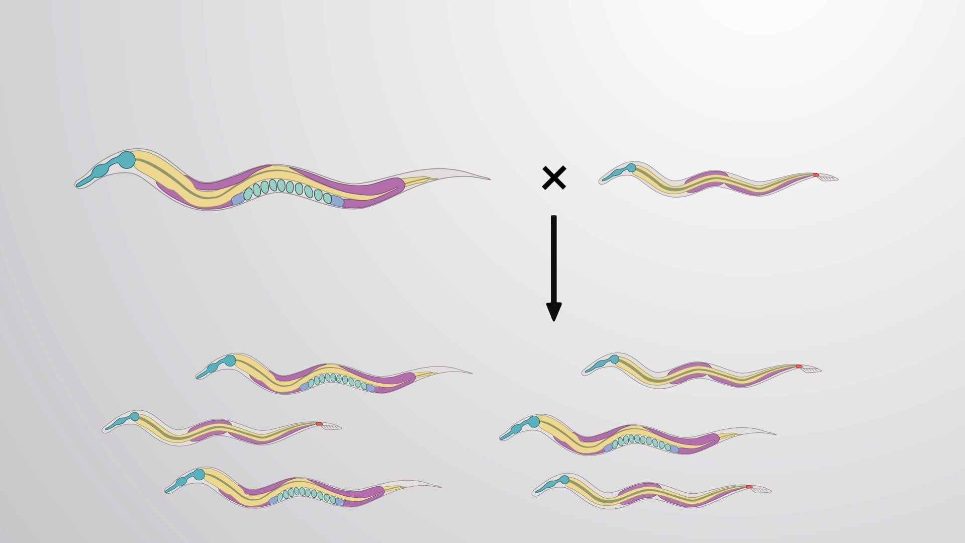 Enriching for Males: Maintaining a Stock of Male <em>C. elegans</em>