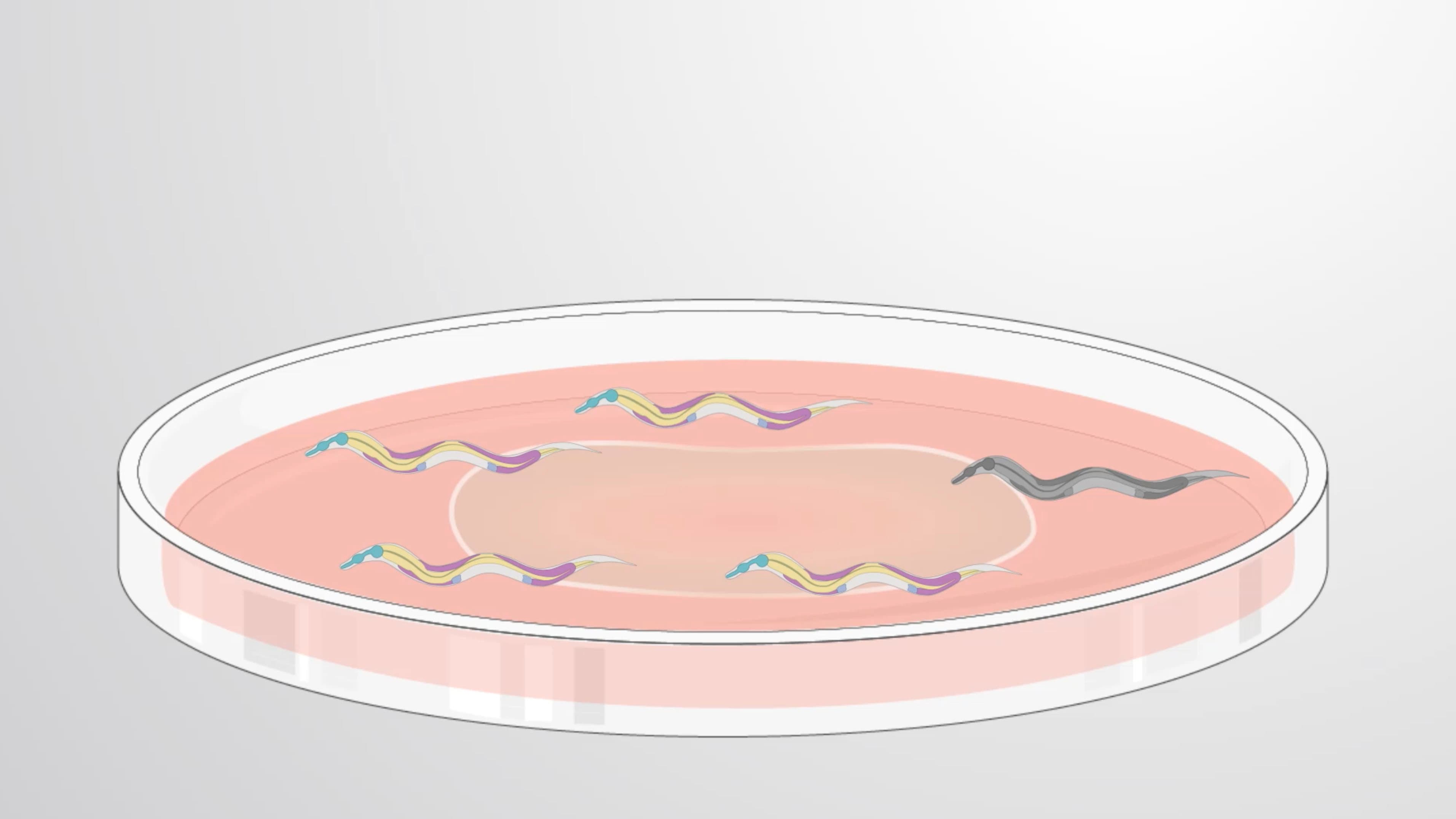 Lifespan Analysis: Measuring C. elegans Longevity