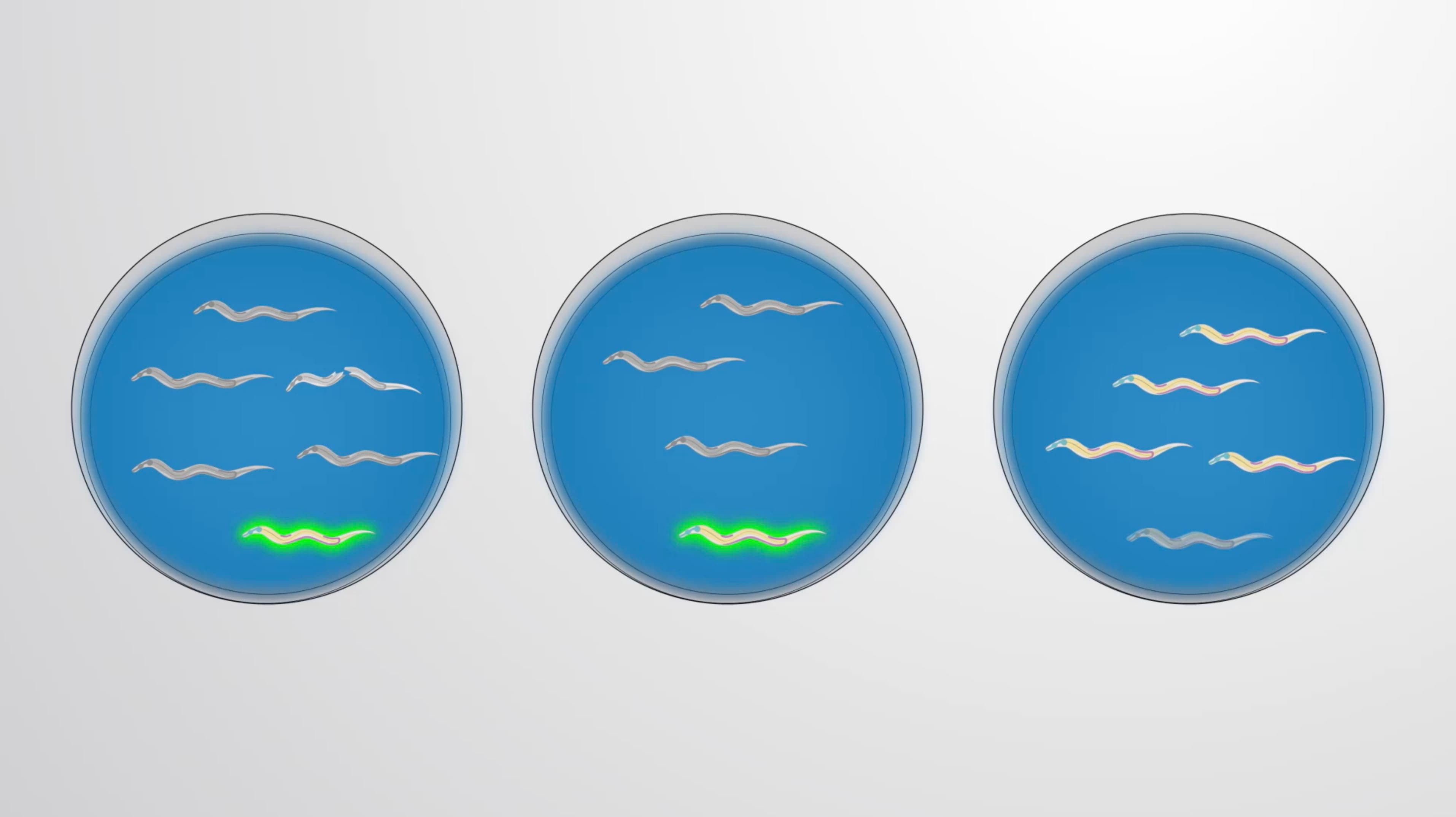 C. elegans Survival Assay: A Short-Term Toxicity Test