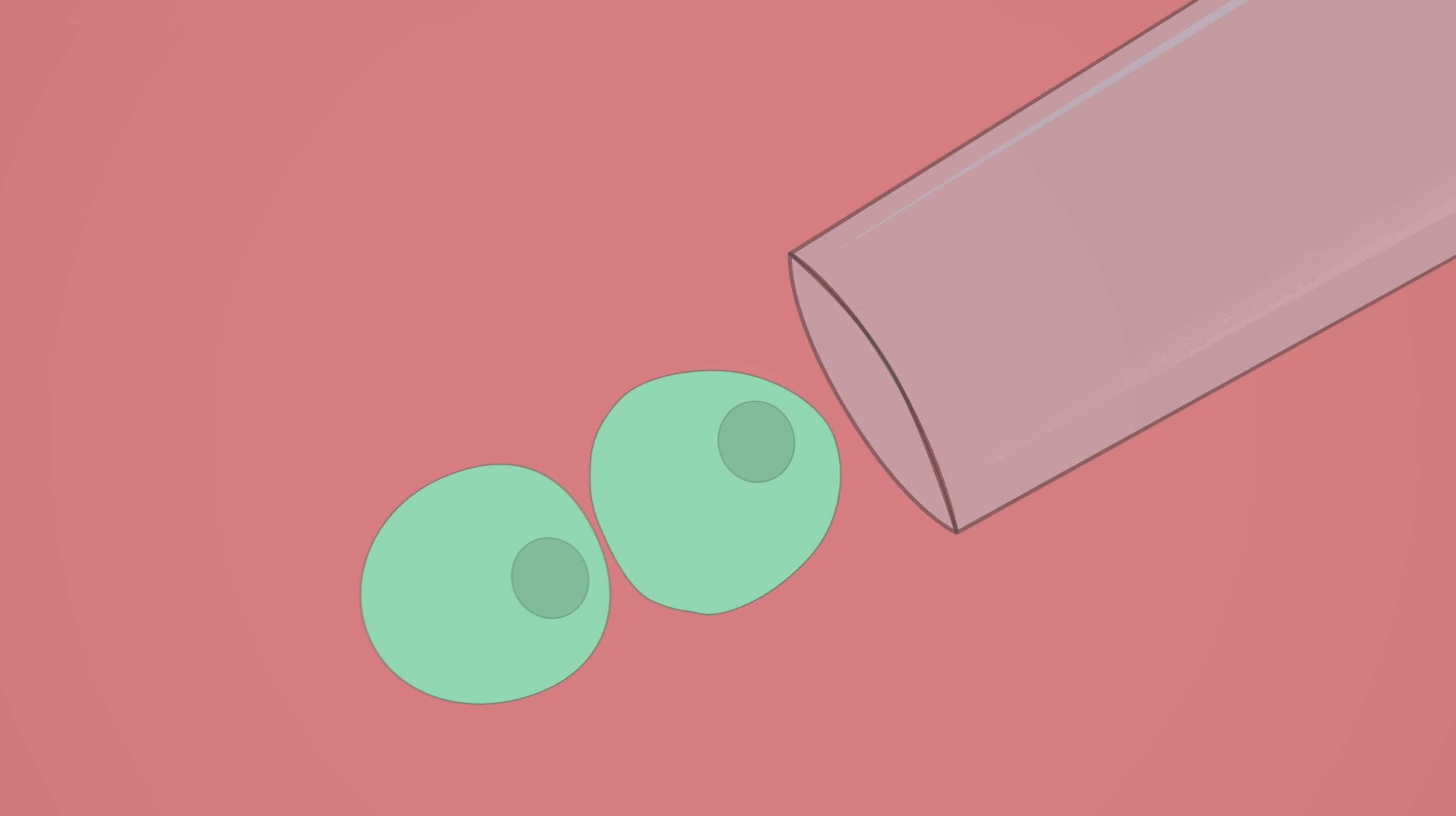 C. elegans Blastomere Dissection: A Method to Remove the Eggshell and Dissociate Embryonic Cells