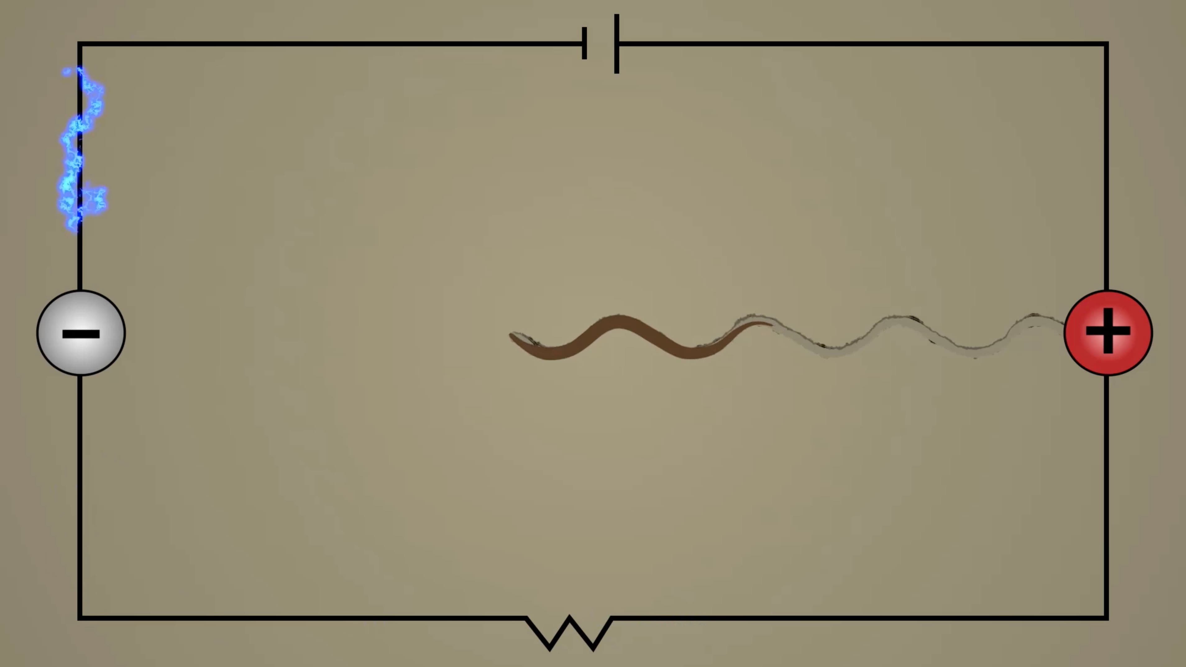 Electrotaxis Assay: A Method to Observe Locomotion in C. elegans