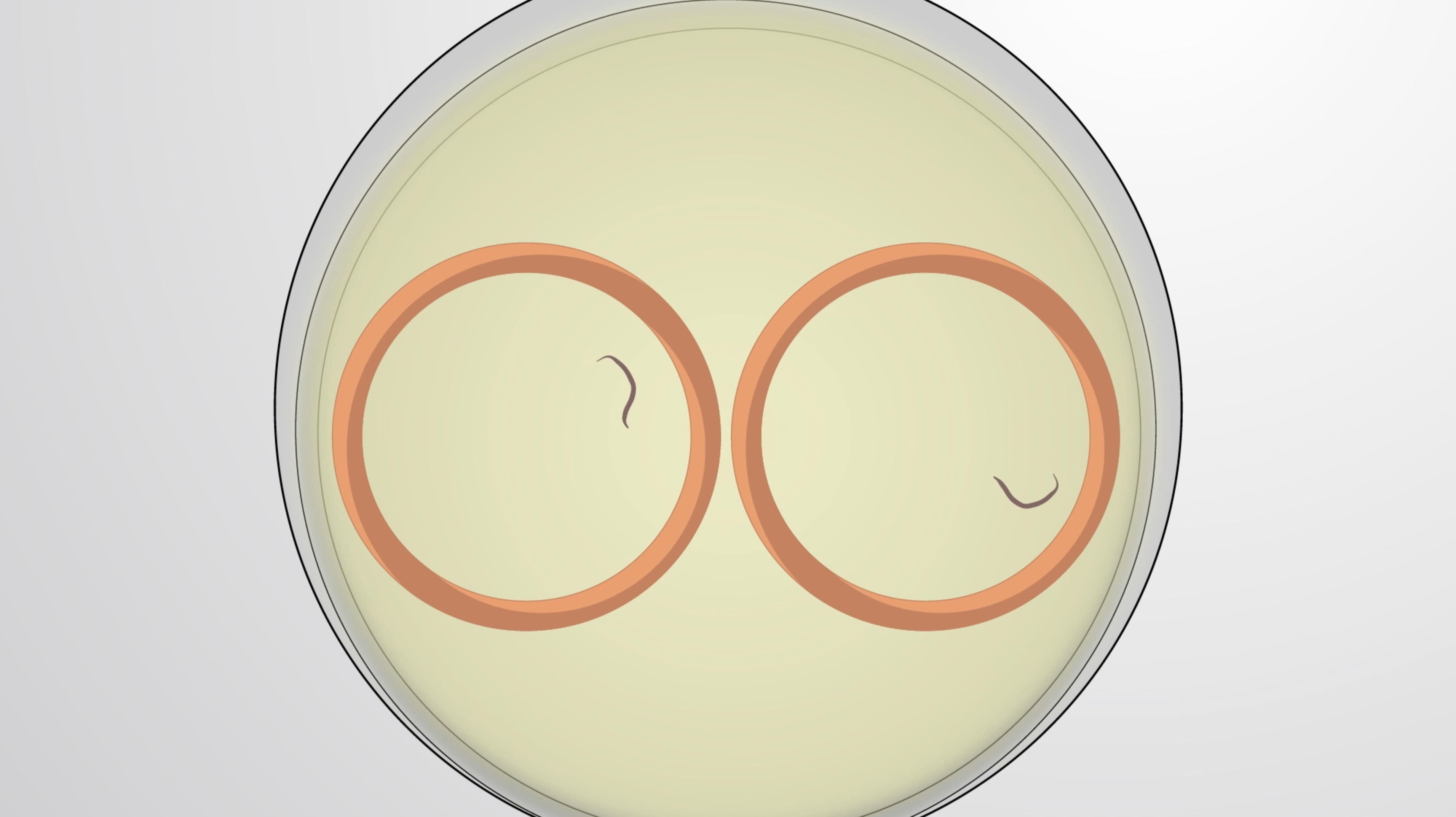 C. elegans Movement Tracking: A Method to Assess Locomotion in Worms
