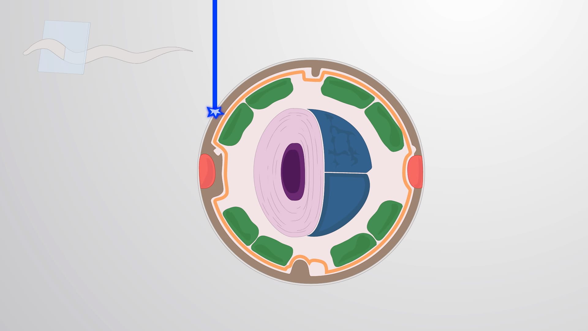 Epidermal Laser Wounding: Inducing Localized Damage to Examine Repair Processes in C. elegans