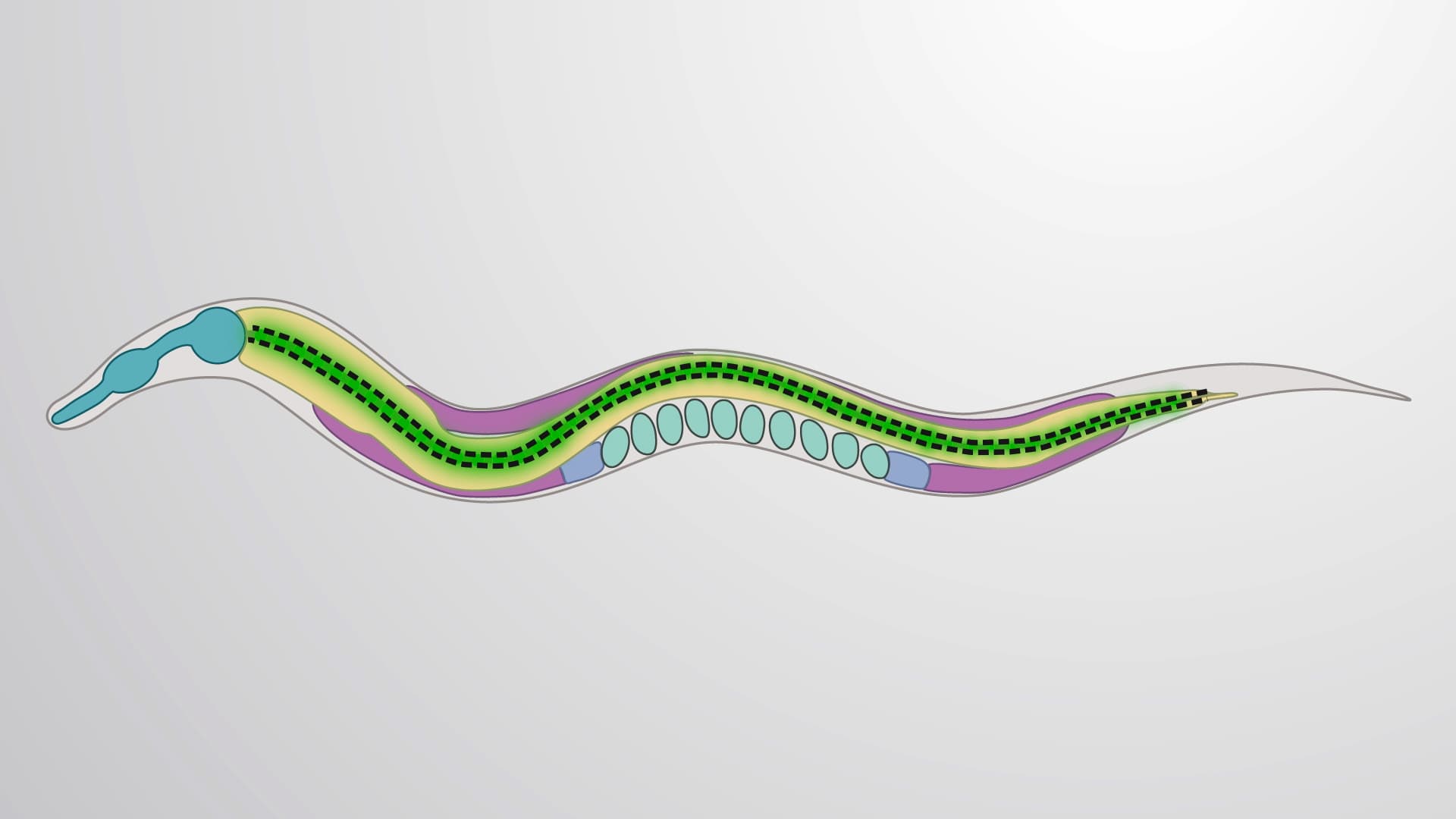 FITC-Dextran Feeding: A Method to Quantify Intestinal Permeability in C. elegans