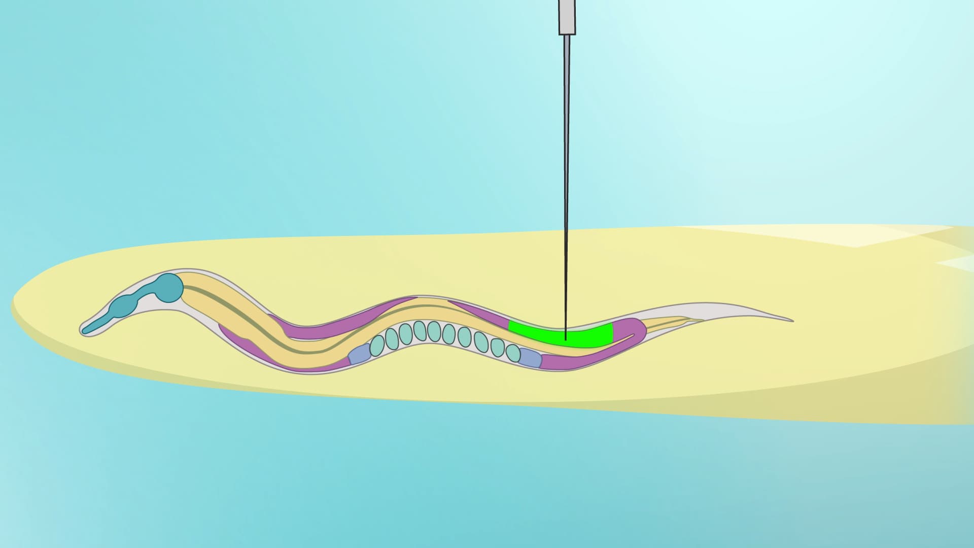 Gonad Microinjection: A Method of Compound Delivery Directly into the Germline of C. elegans
