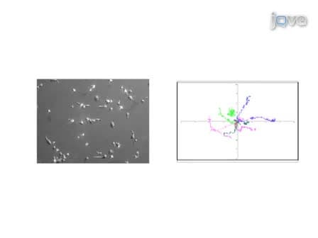 Human T Lymphocyte Isolation, Culture and Analysis of Migration <em>In Vitro</em>