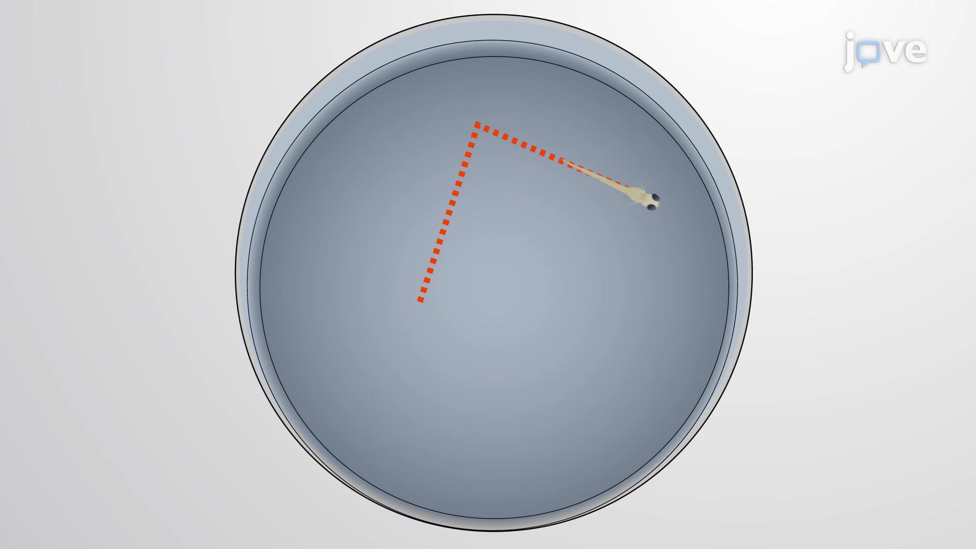 Photomotor Response Assay: A Method to Measure the Behavioral Response of Larval Zebrafish to a Sudden Change in Lighting Condition