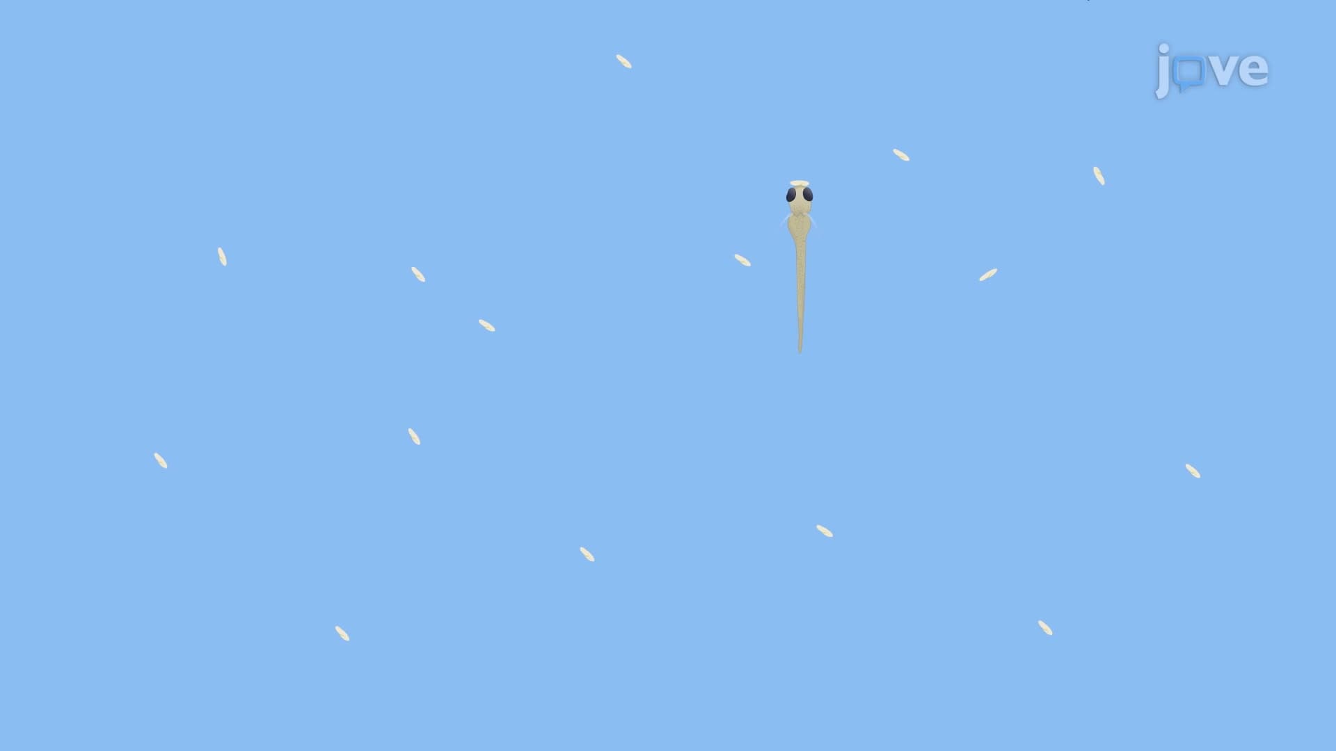 Prey Capture Assay: A Method to Study the Prey Capture Behavior of Zebrafish Larva