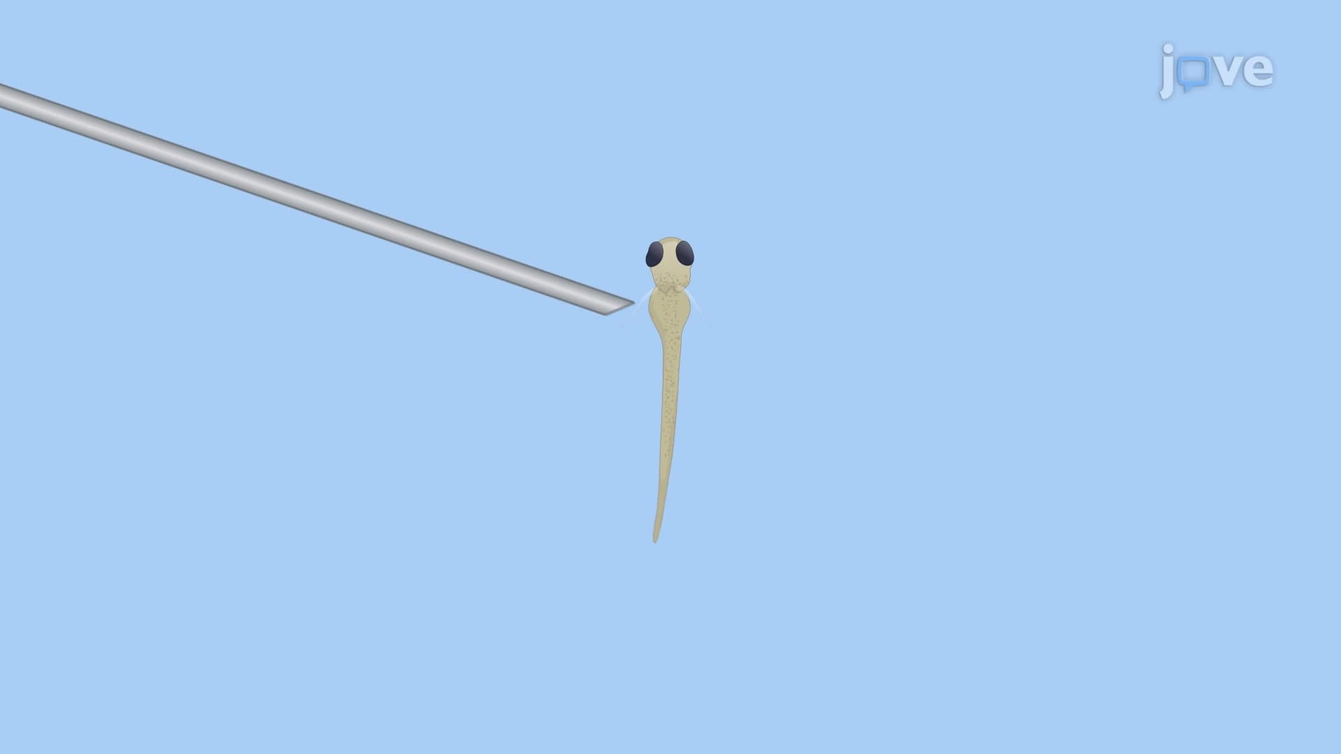 Escape Response Assay: A Method to Study the Response of Zebrafish Larva to Touch Stimuli