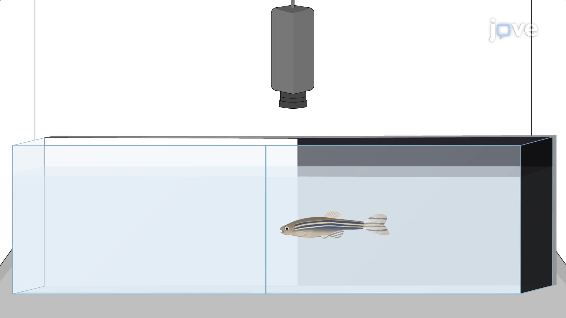 Light-Dark Preference Test: A Method to Study Anxiety-Related Behavior in Zebrafish