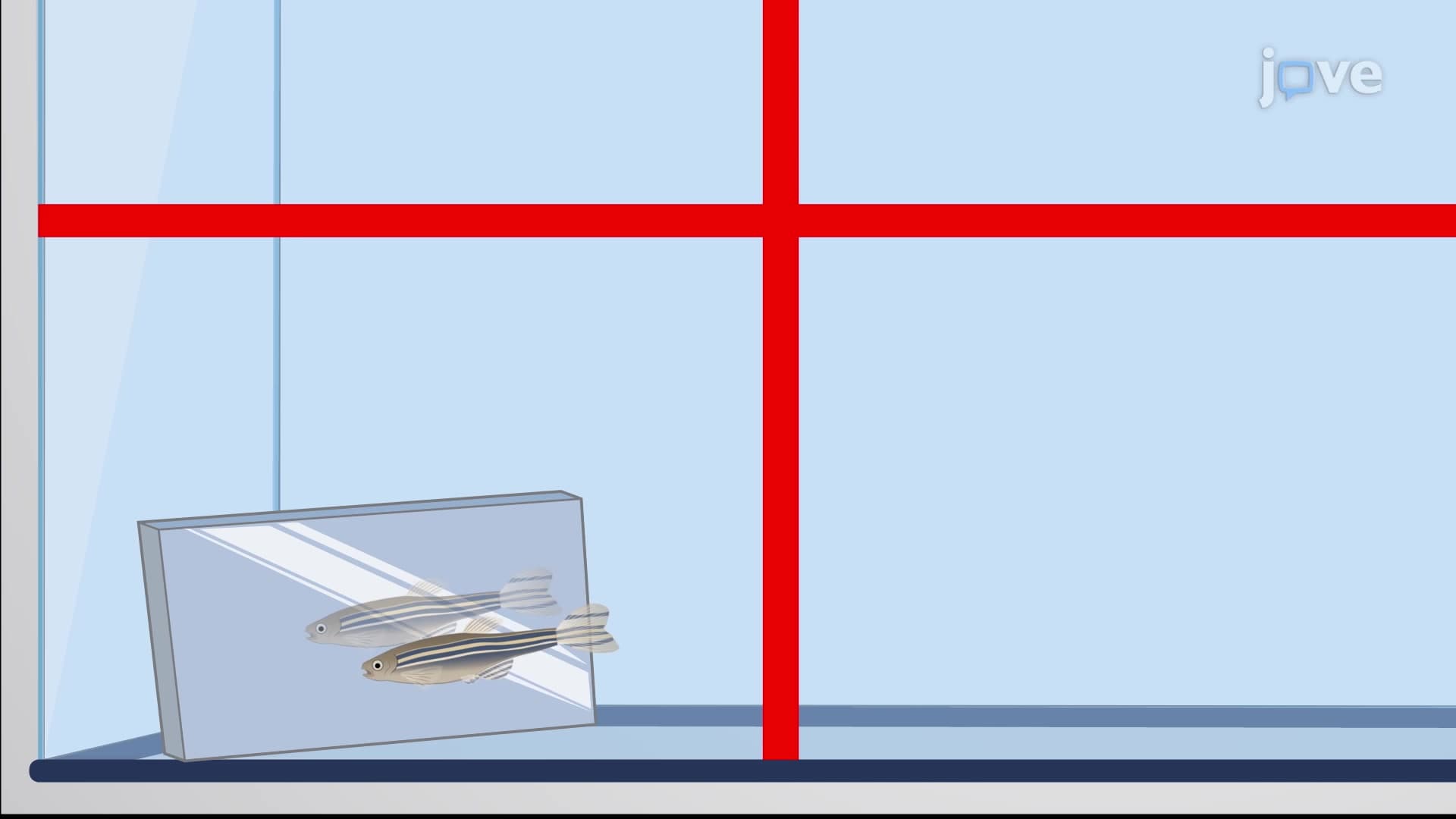 Aggression Assay: A Method to Study Aggressive Behavior of Zebrafish in Response to a Mirror