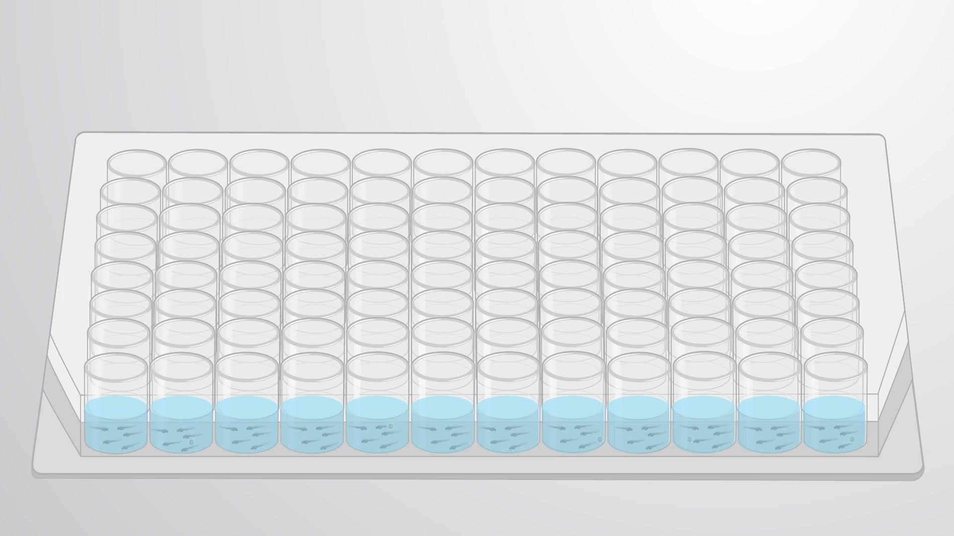 Embryo-Based Chemical Toxicity Screen: Assessing Effects on Developing Zebrafish Embryos