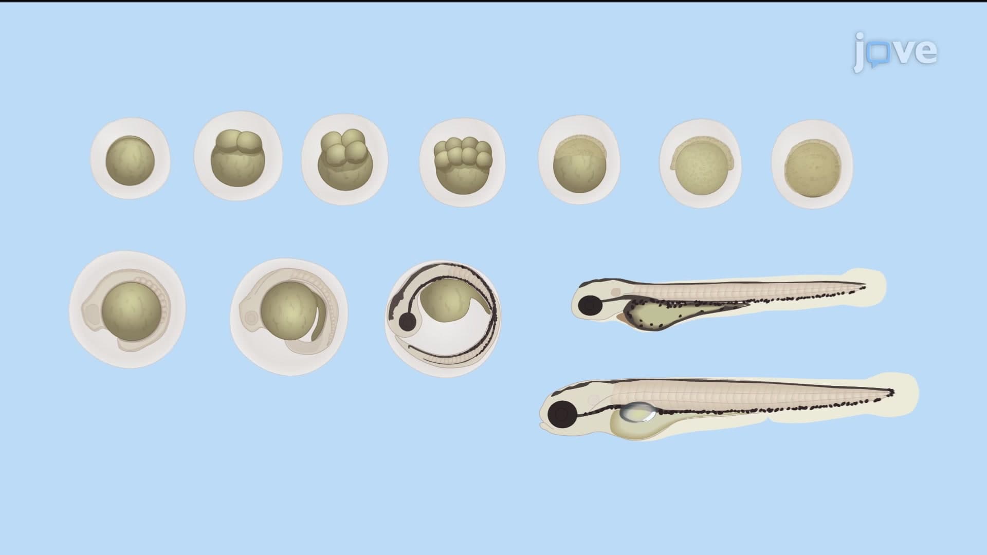 Mating and Egg Staging: A Method to Generate Embryos and Sort Them by Developmental Stage