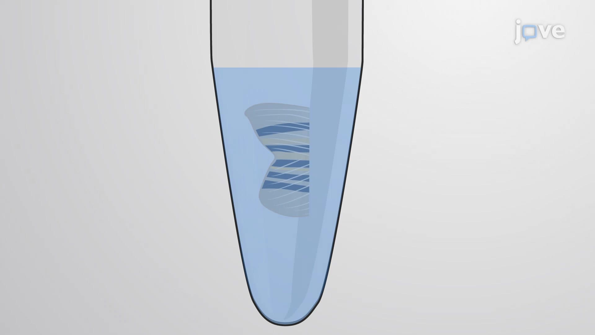 DNA Extraction from Tail Clip: A Method Used in Zebrafish Genotyping