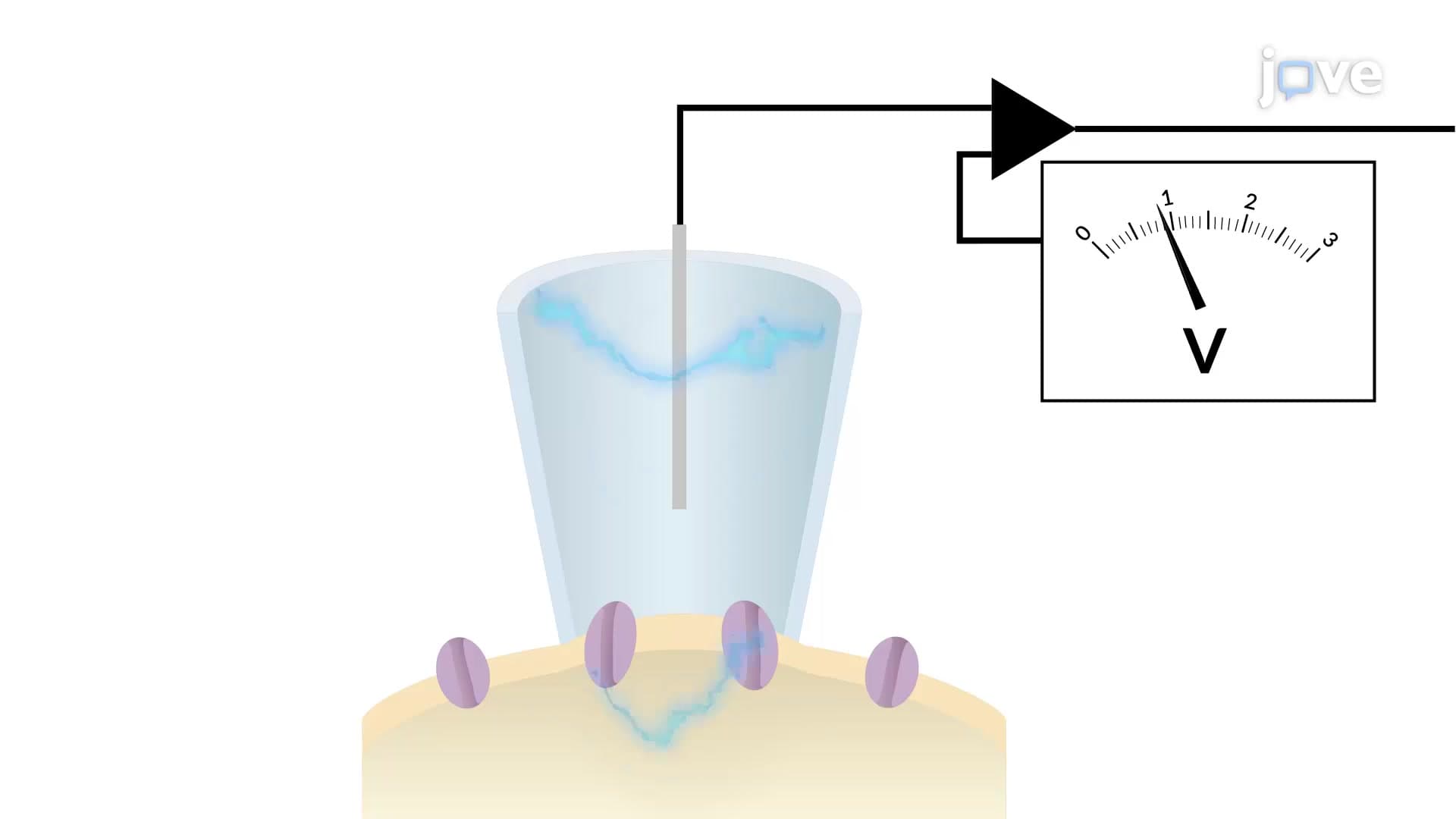 Whole-Cell Patch Clamp Electrophysiology: A Method to Study Electrical Properties of Neurons