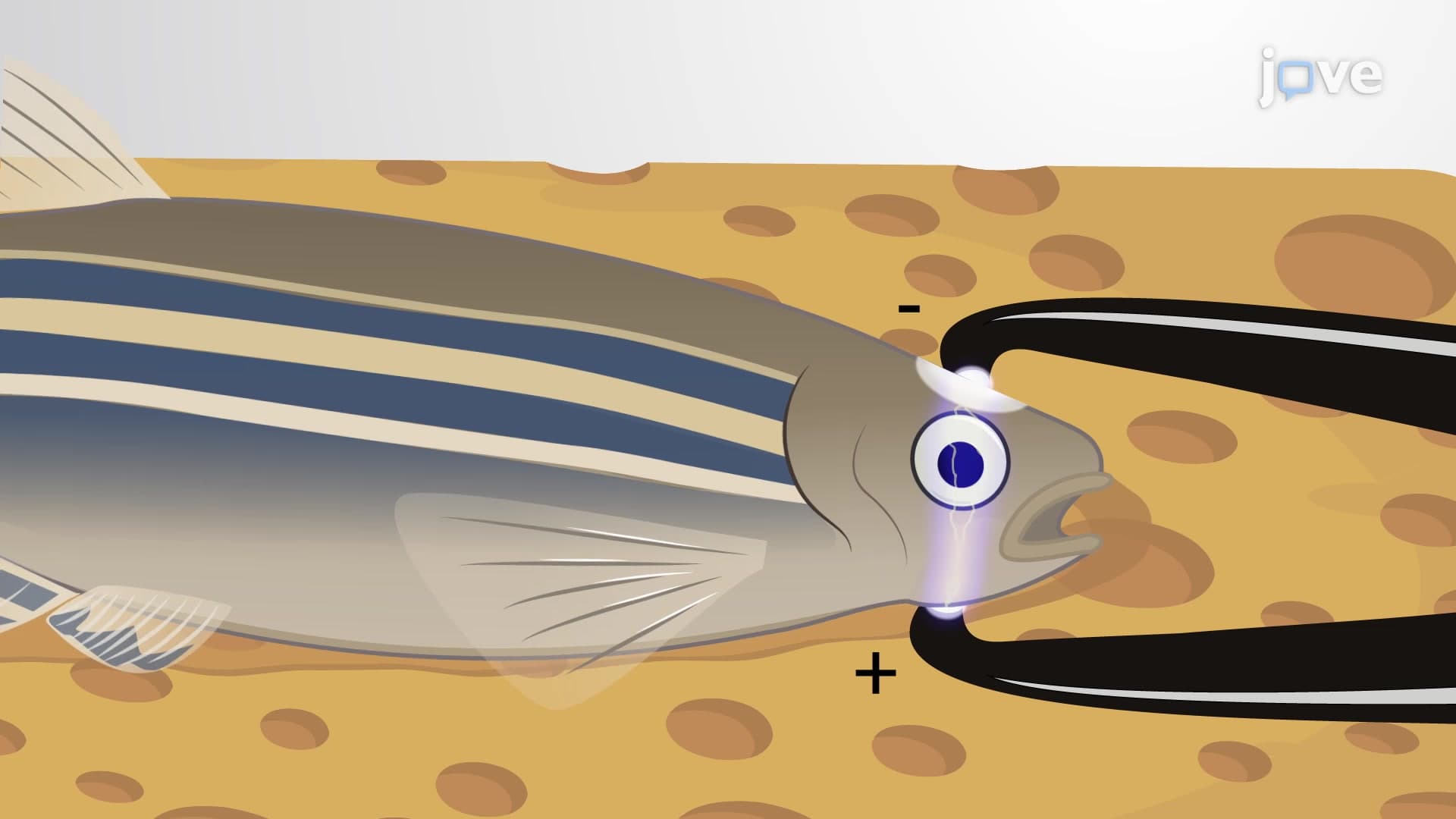 In Vivo Electroporation: A Site-Specific Method to Transfect Zebrafish