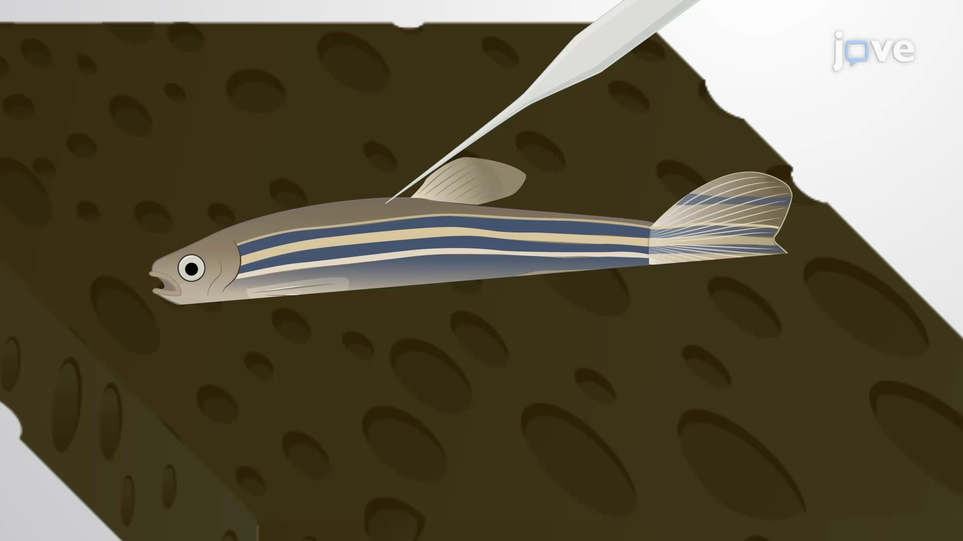 Intramuscular (IM) Injection: Compound Delivery into the Dorsal Muscle of an Adult Zebrafish