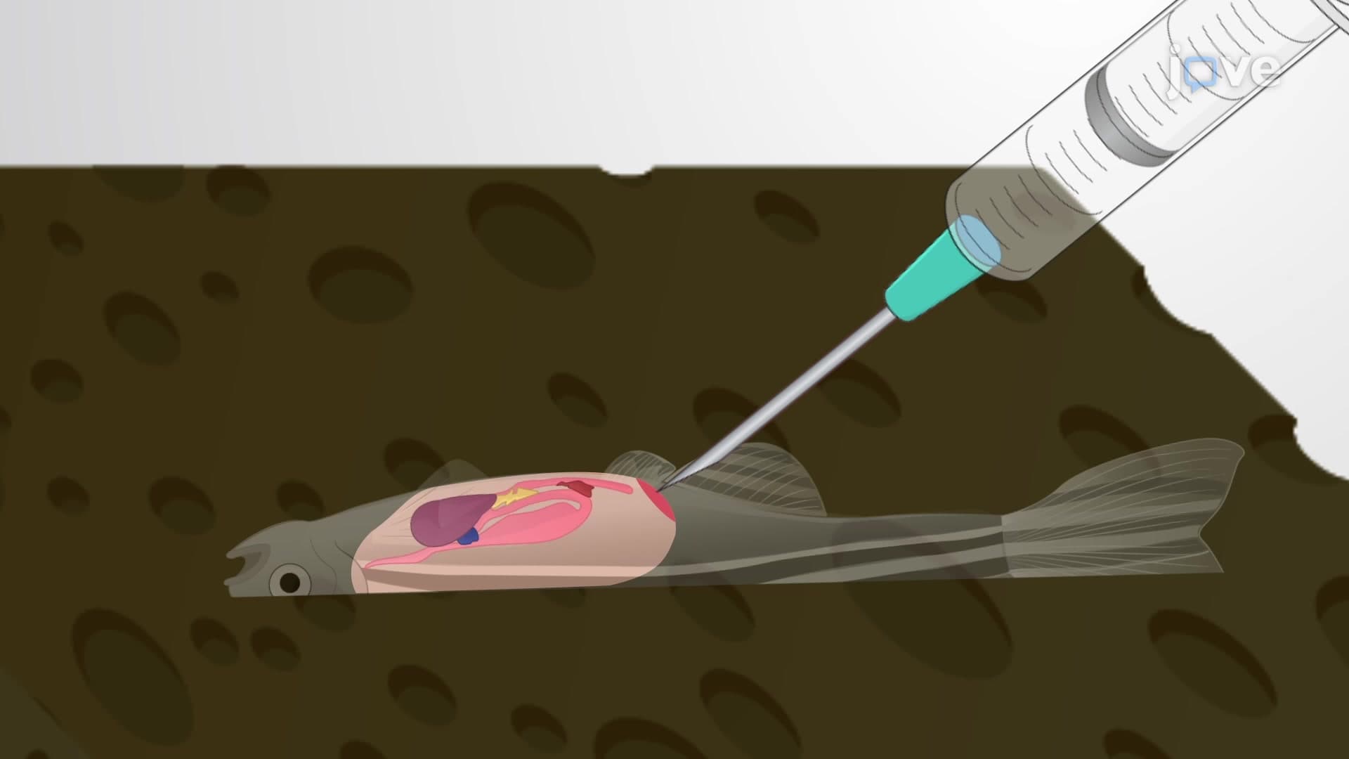 Intraperitoneal Injection: A Method of Solution Delivery into the Abdominal Cavity of an Adult Zebrafish