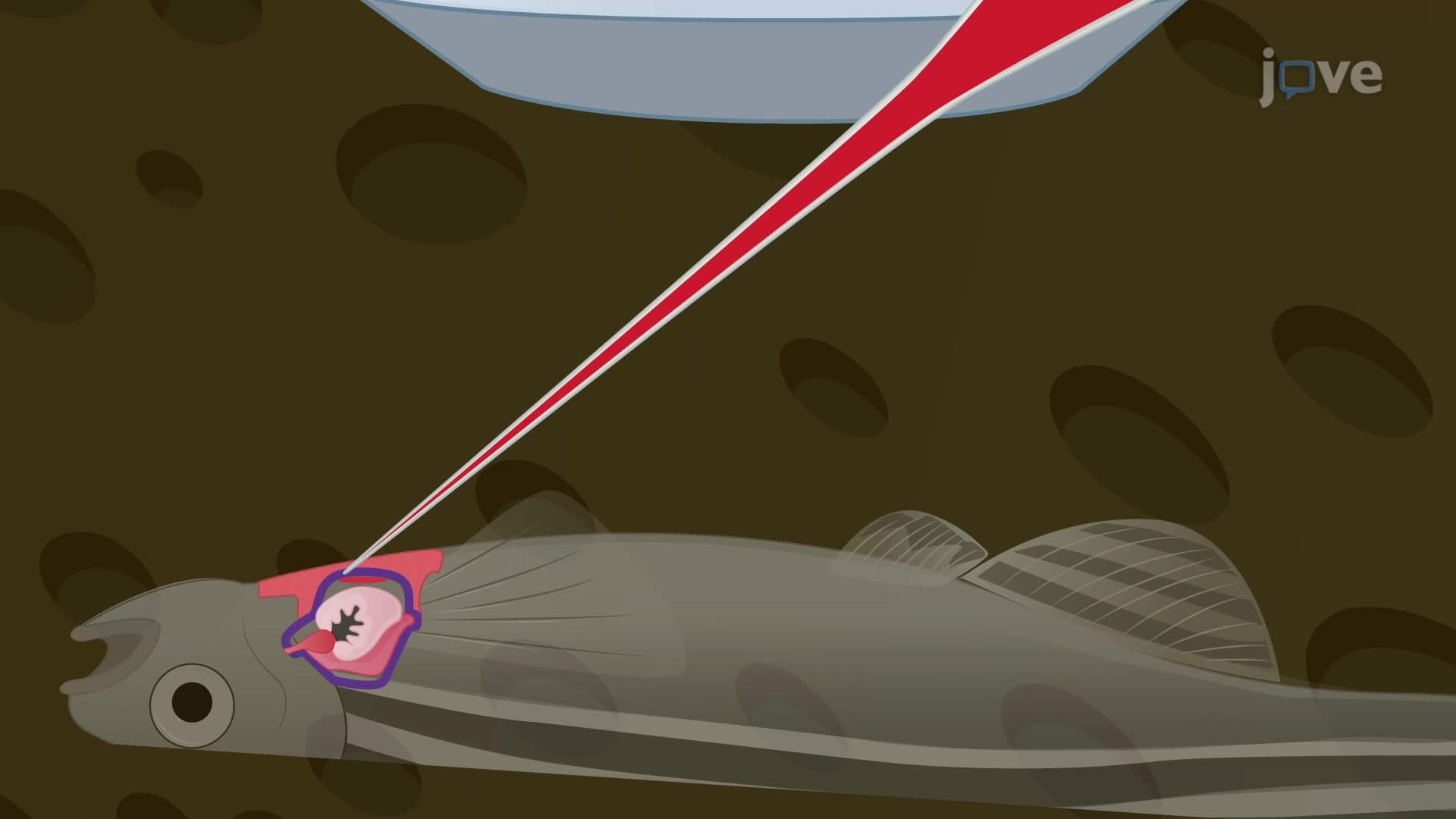 Intrathoracic Injection: Compound Delivery to the Adult Zebrafish Heart