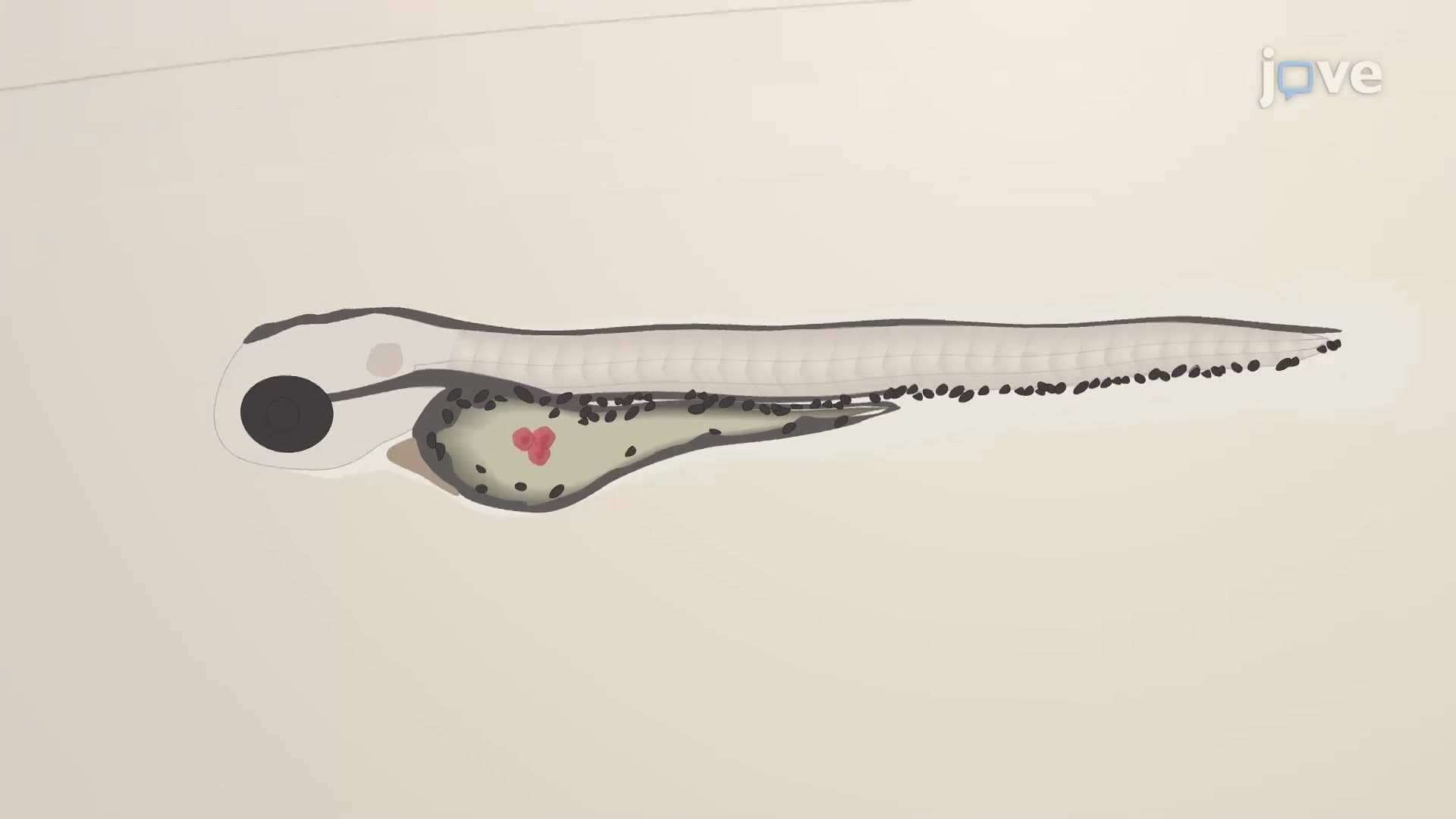 Zebrafish Patient-Derived Xenograft (zPDX): A Cancer Model