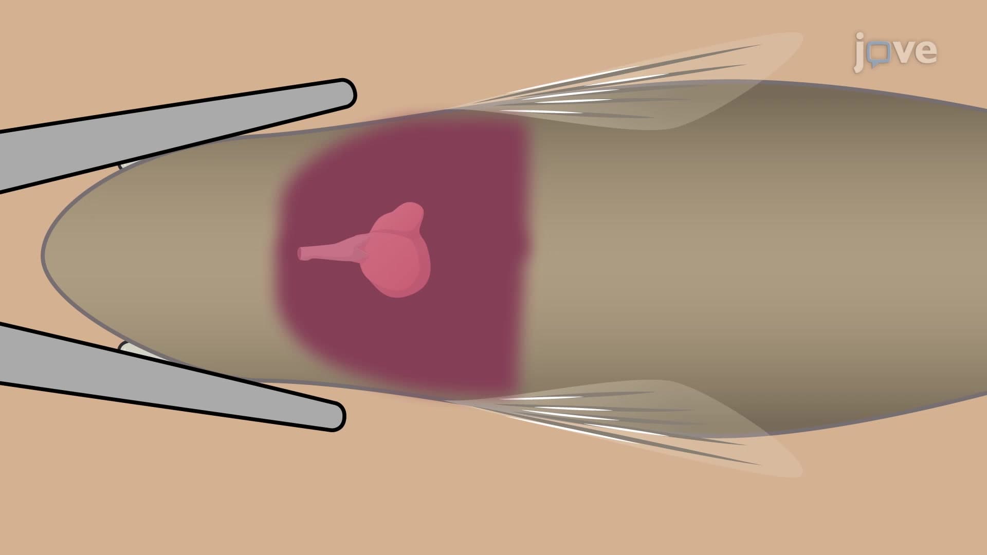 Heart Dissection: A Method to Observe Zebrafish Cardiac Development