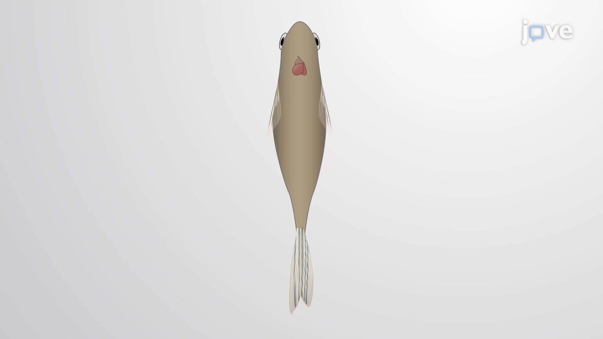 Zebrafish Cardiomyopathy Model: Drug-Induced Cardiotoxicity