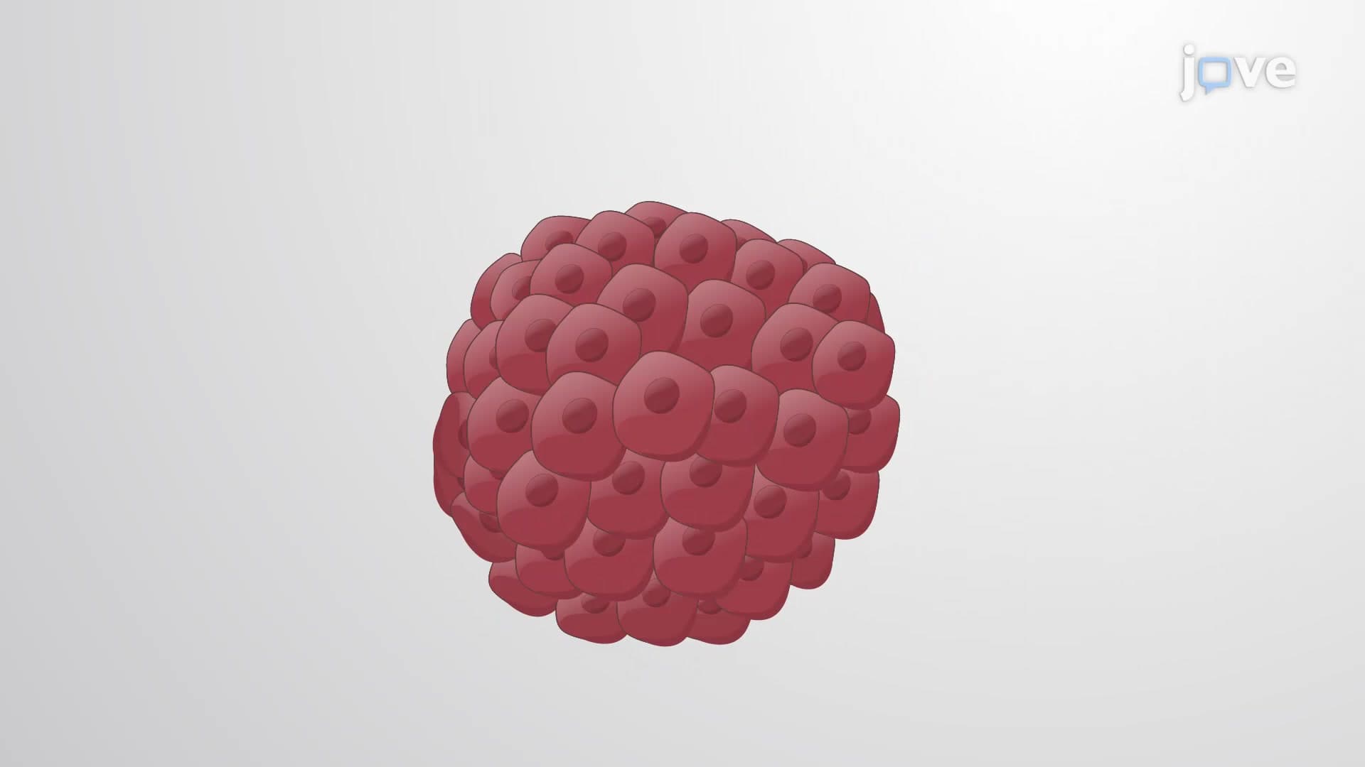 Generation of Primary Mammospheres: A Technique to Determine Cell Potency
