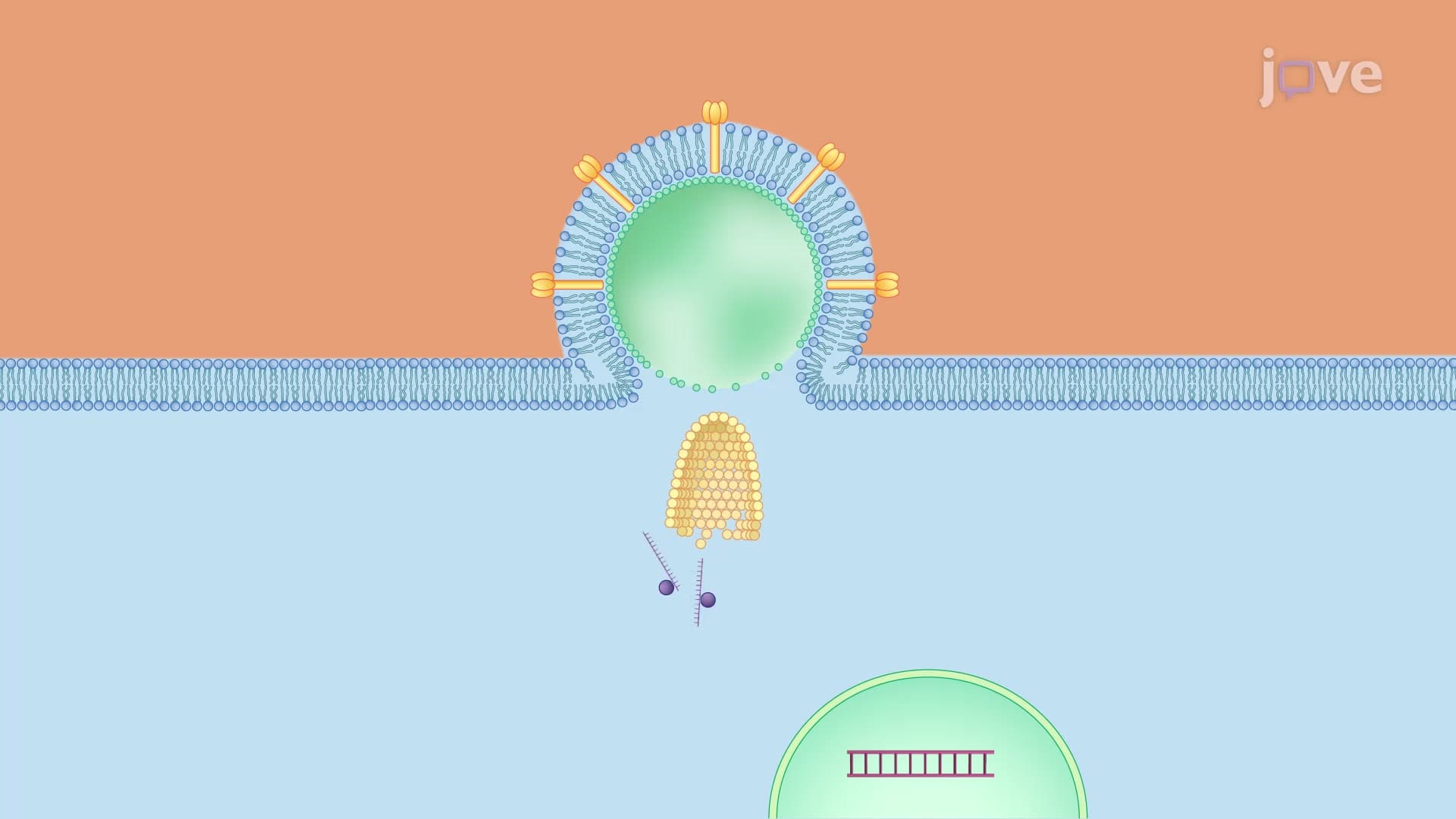Transduction to Label PDX Tumor Cells: Introducing Lentivirus Expressing Fluorescent Marker into the Tumor Cell In Vitro