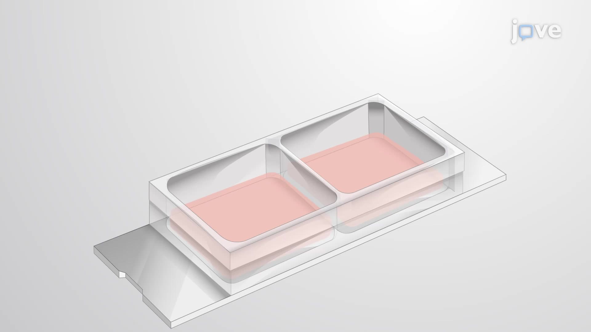 3D Co-culture with Direct Interaction: Co-culturing Cancer Cells with Monocytes to Study Their Interaction