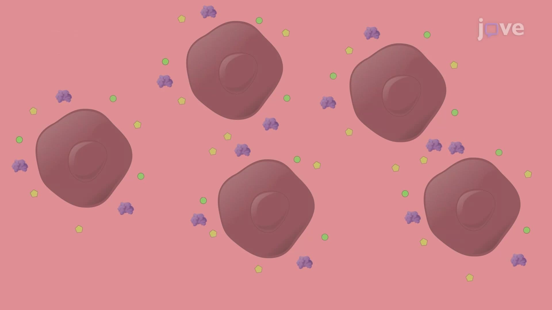 Organ Conditioned Medium: Generating Medium from Harvested Organ Cells for Metastatic Cancer Studies