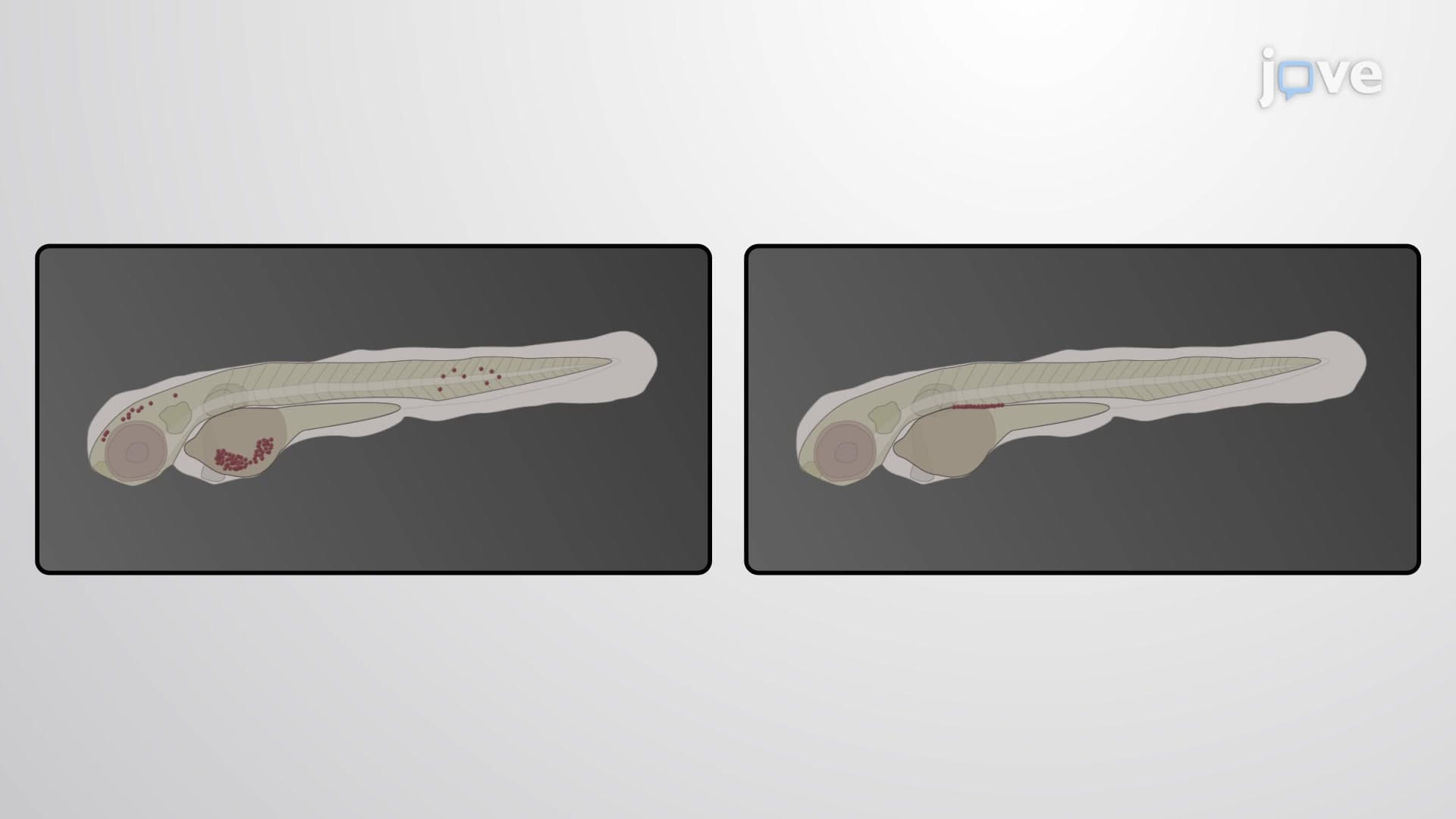 zPDX-Analysis of Invasiveness: Investigating Invasive Behavior of Metastatic Cancer Cells in Zebrafish Embryo Xenografts