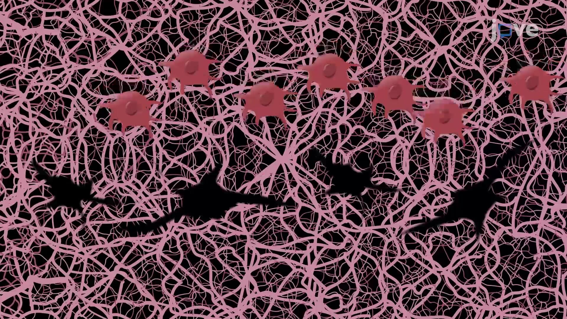 3D Culture Basement Membrane Assay: Culturing Cancer Cells on 3D Basement Membrane Protein Matrix to Study Cell Invasion