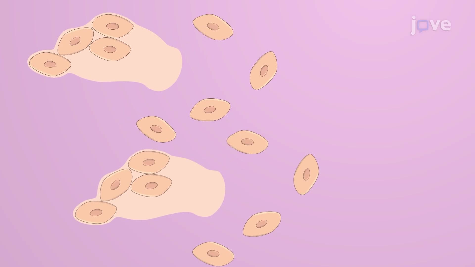 Mechanical Dissociation: A Method to Obtain Viable Cells from a Tissue