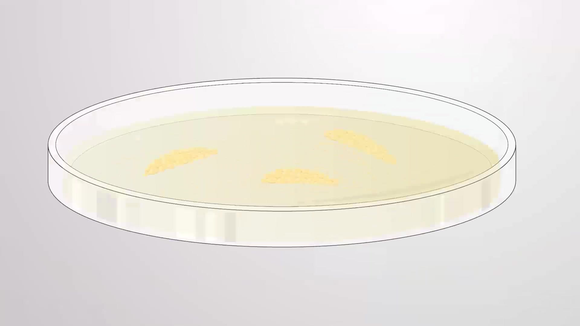 Decellularizing Mammary Fat Pads: Deriving Extracellular Matrix Hydrogels from Mammary Fat Pads