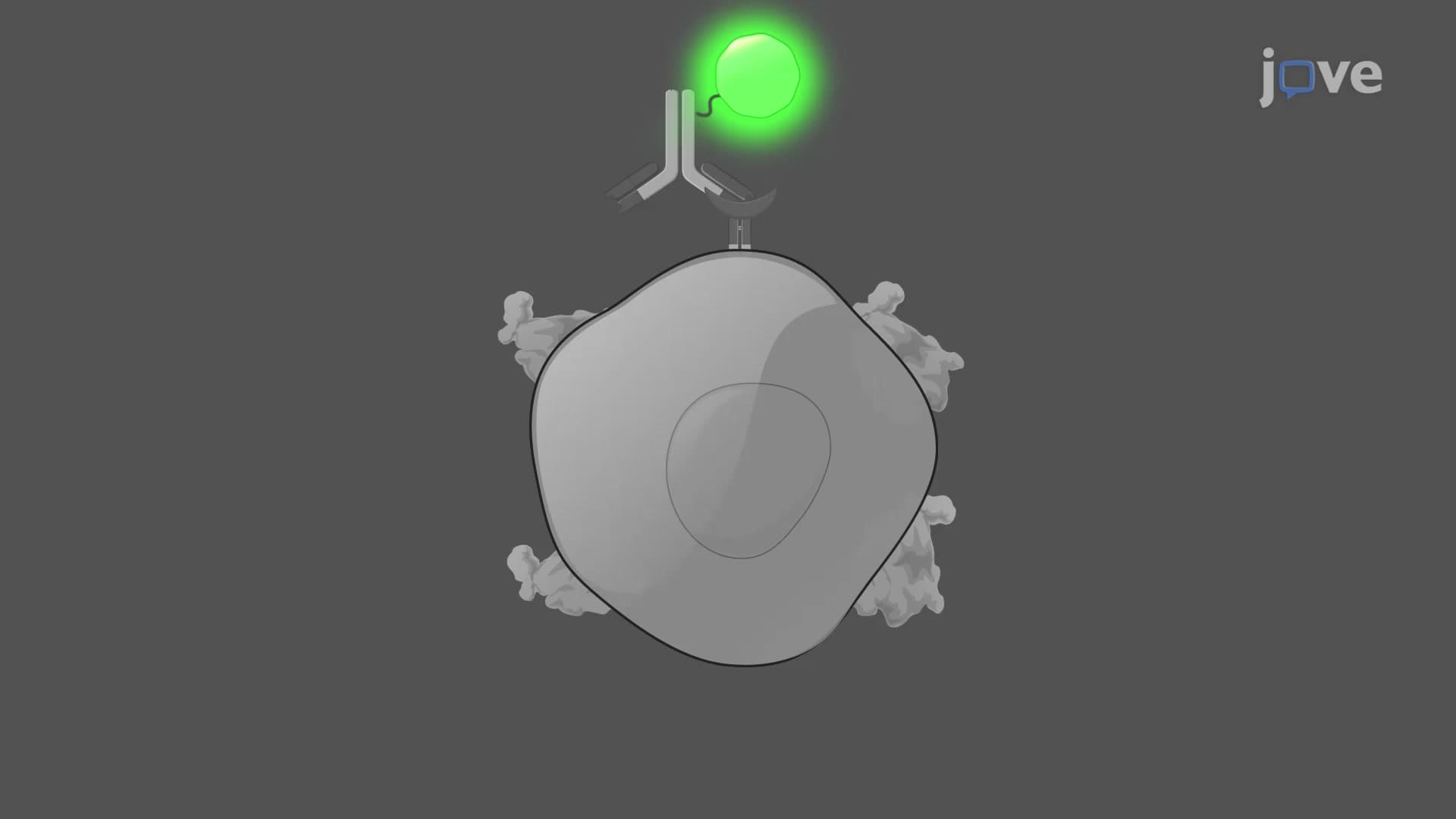 CTC Immunofluorescence Assay : A Technique to Characterize Circulating Tumor Cells