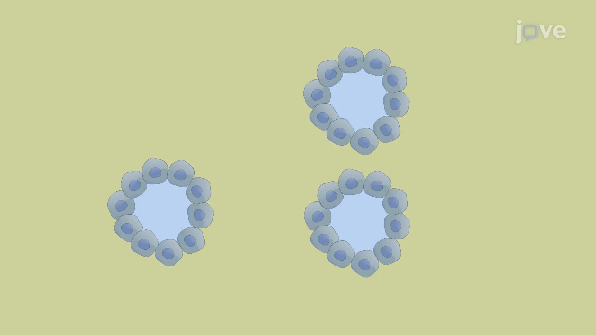 3-Dimensional Culture of Lung Carcinoma Cells: A Method To Study Cell-Matrix Interactions