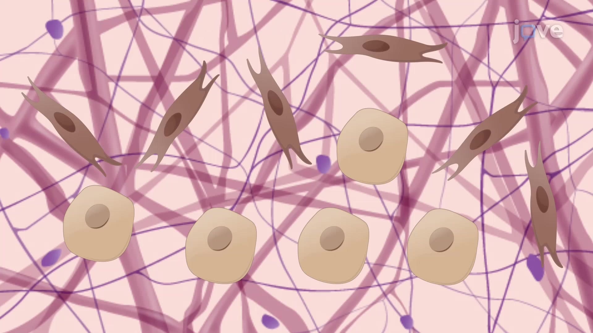 3D Co-culture of Lung Cancer Cells with CAFs: An In Vitro Model System to Study Tumor Progression