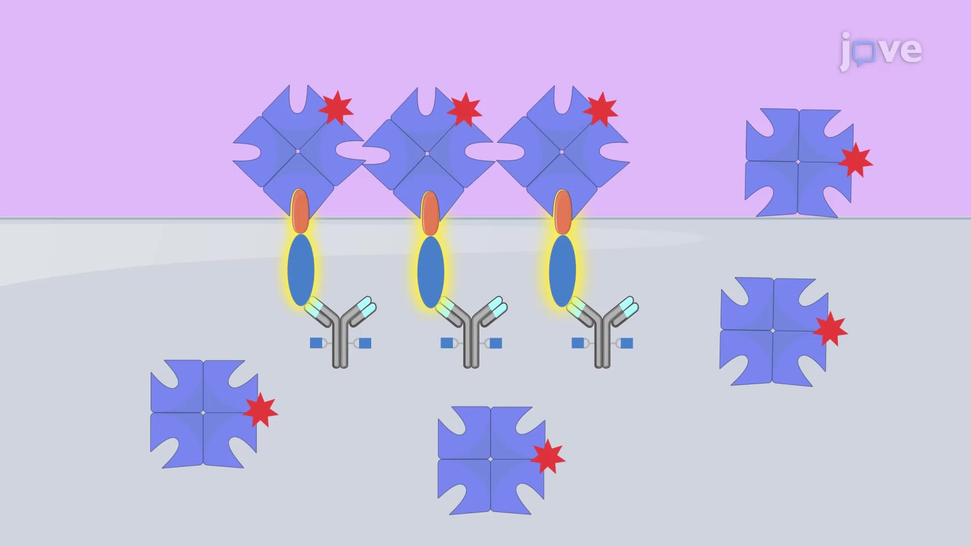 Antibody Microarray: A Technique to Study the Protein Expression of miRNA Treated Lung Cancer Cells