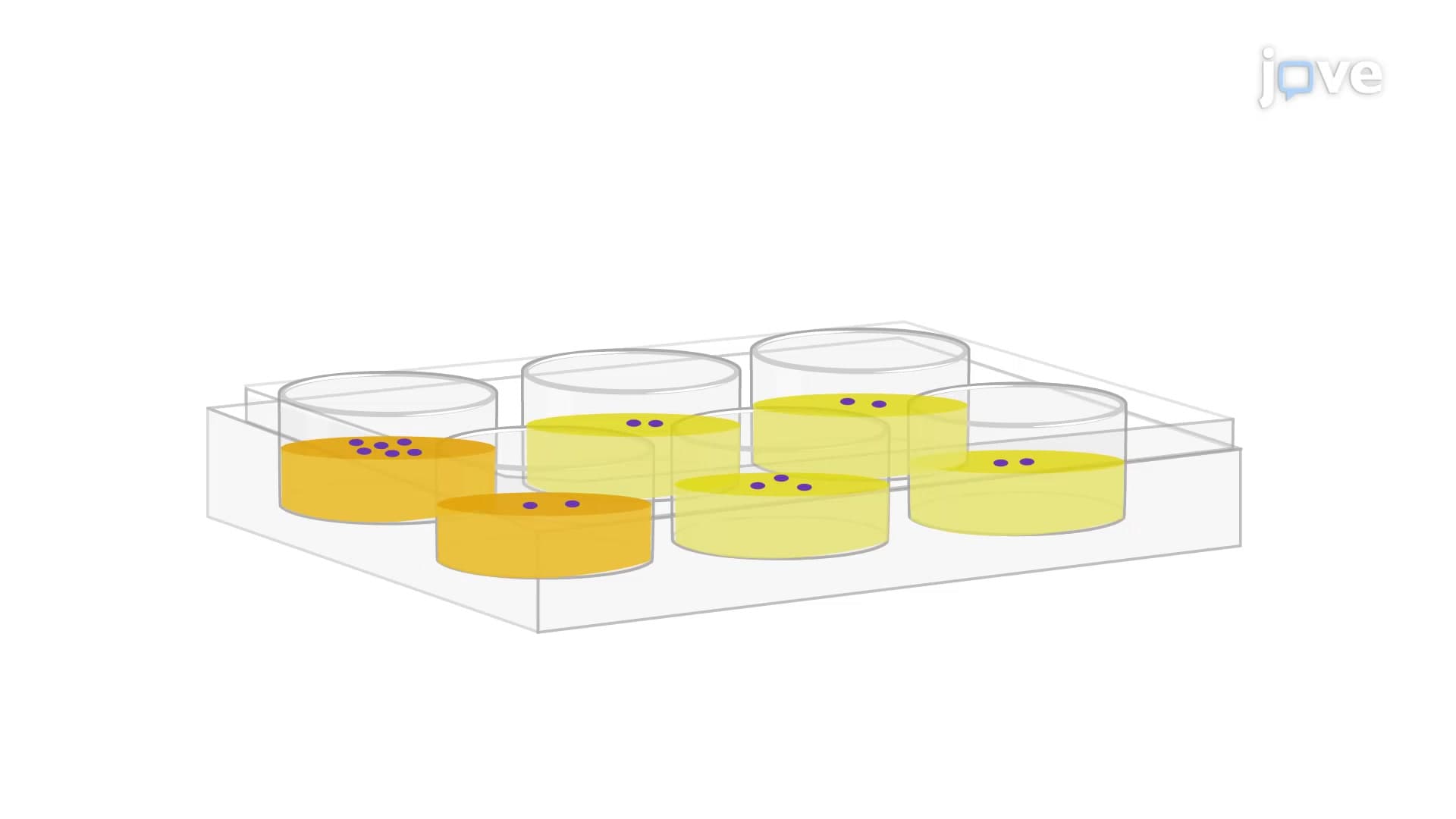Colony Formation Assay: Assessing the Efficacy of Anticancer Agents on Colony-Forming Lung Cancer Cells