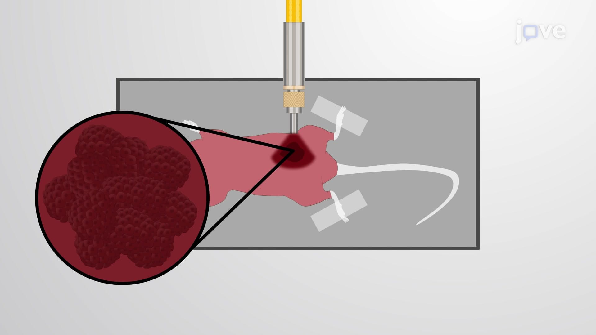In Vivo Antitumor Efficacy Analysis of PDT: A Technique to Determine the Phototoxic Potential of a Photosensitizer in Tumor Bearing Mice