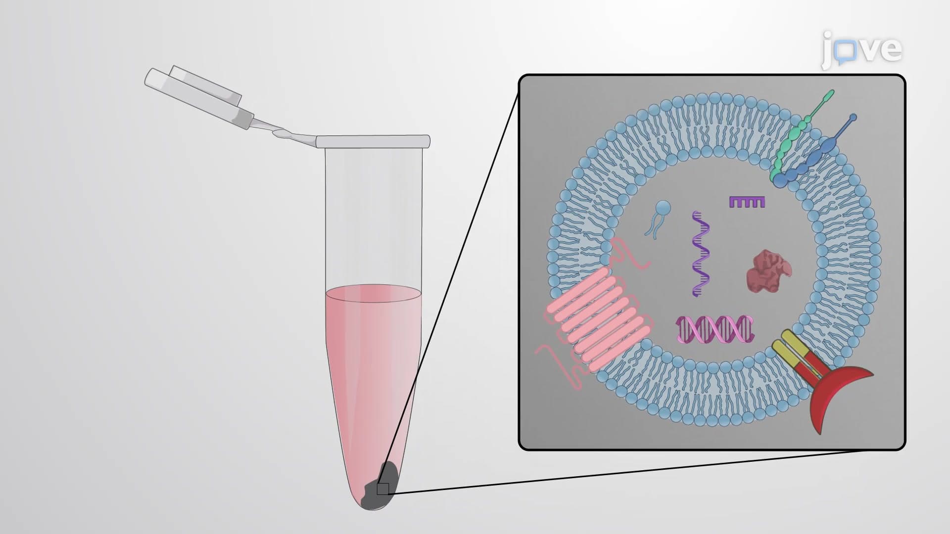 Exosome Isolation: A Technique to Separate Exosomes from the Plasma of Non-small Cell Lung Cancer Patients