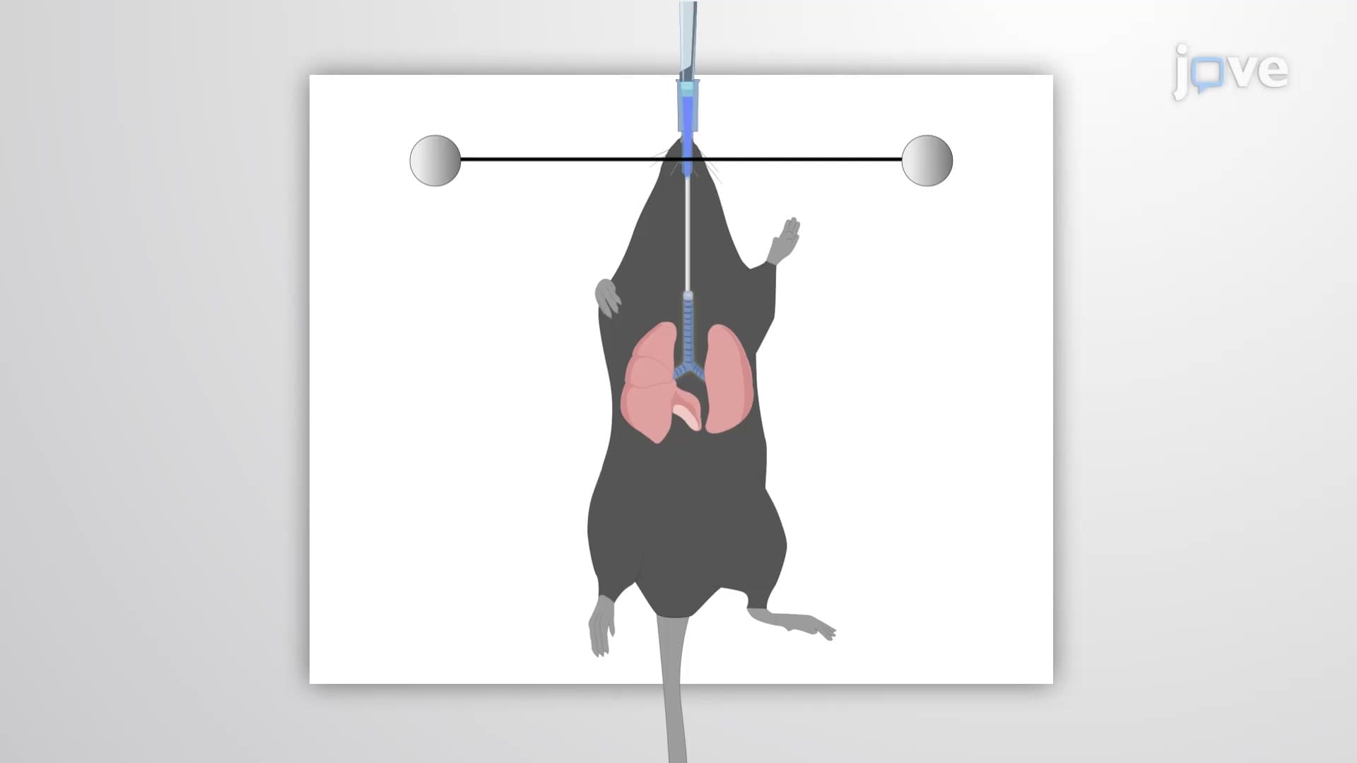 Lung Instillation and Fixation: Introducing Liquid into the Trachea and Fixing Lungs to Measure the Fixed Lung Volume