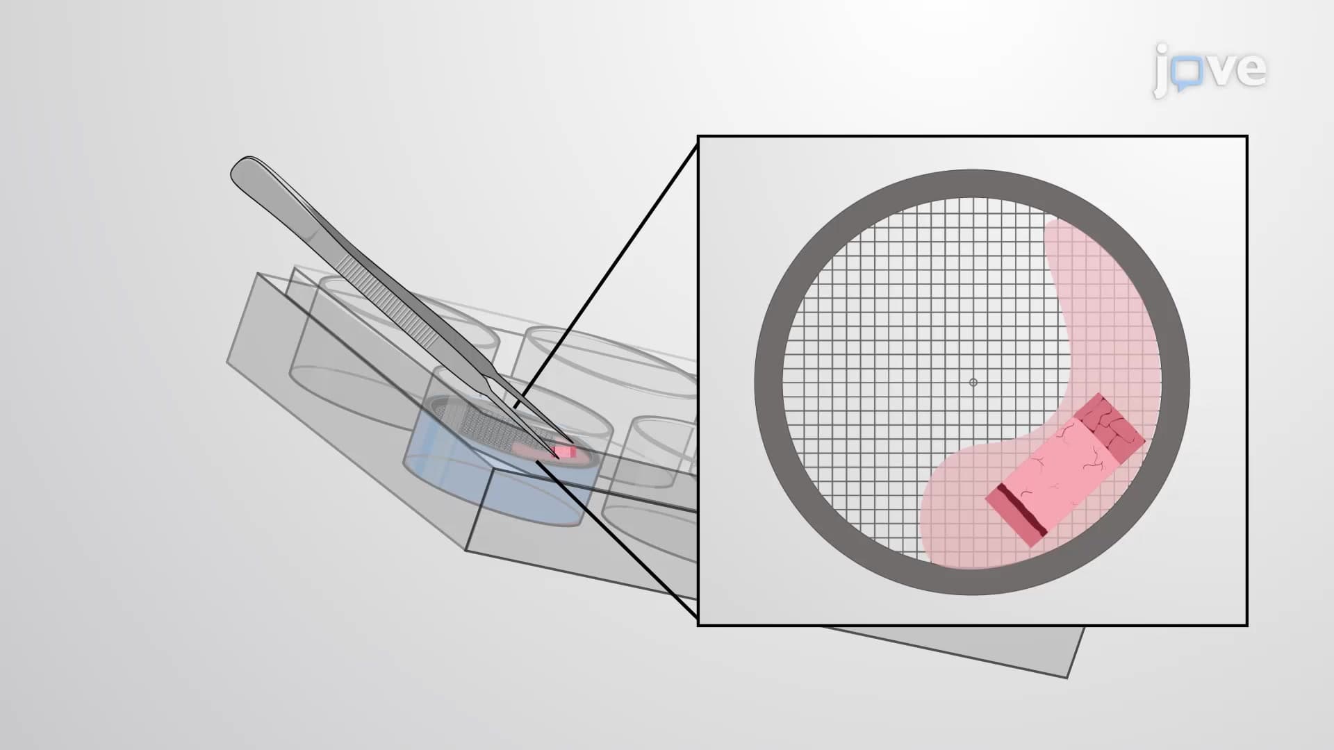 Lung-tumor Tissue Explant Culture: A Procedure to Generate and Culture Precision-cut Lung Tumor Slices