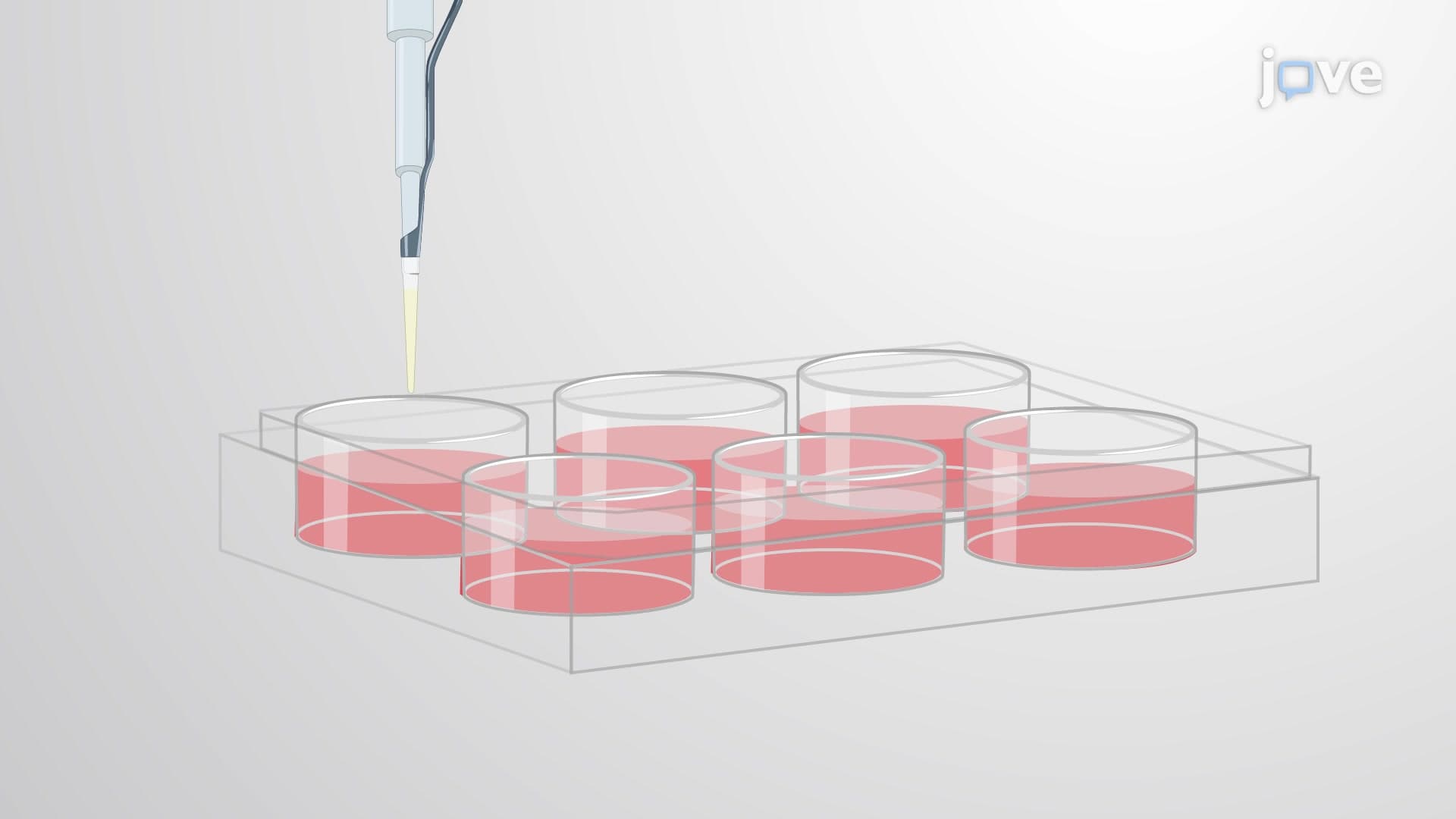 XTT Assay: A Colorimetric Assay to Assess Cell Viability and Mitochondrial Activity