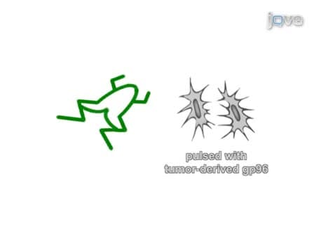 Comparative in vivo Study of gp96 Adjuvanticity in the Frog Xenopus laevis