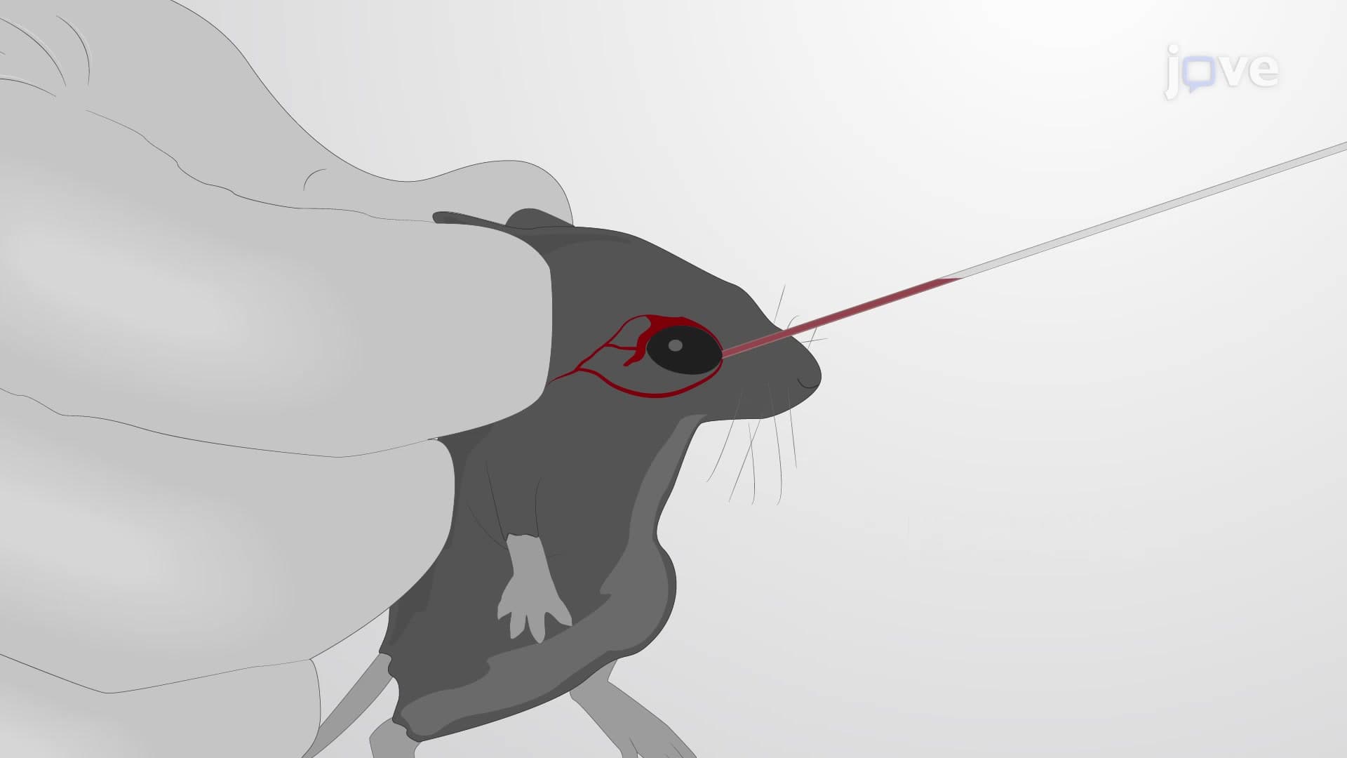 Retro-Orbital Blood Sampling: A Method for Isolating Mononuclear Cells from the Retro-Orbital Sinus of a Mouse