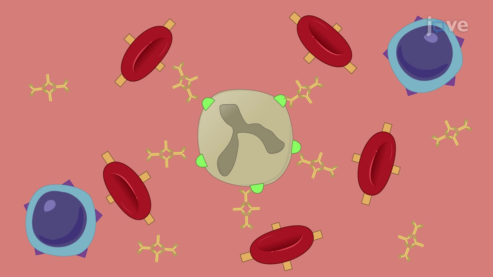 Density Gradient Centrifugation: A Method to Isolate CLL Cells from Peripheral Blood