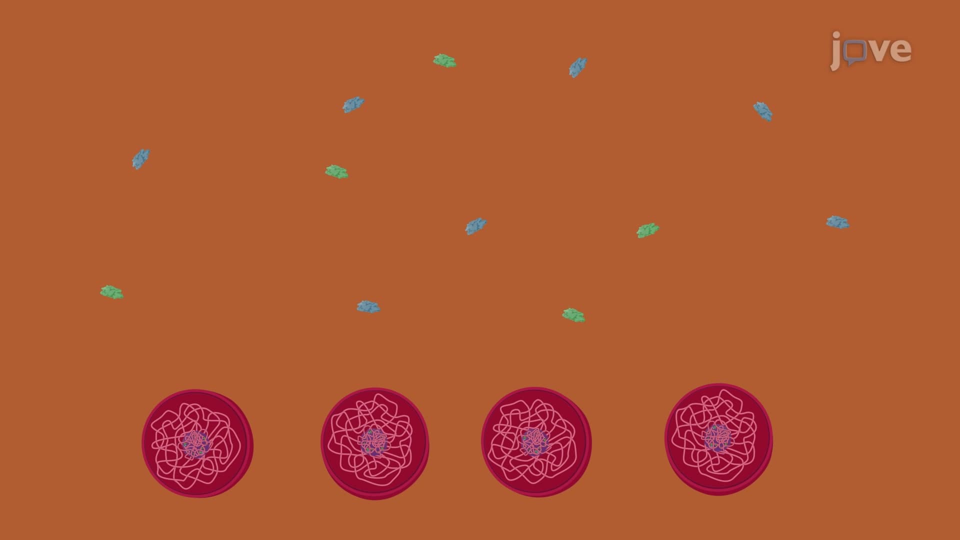 Preparation of Subcellular Fractions from Leukemic Cells: A Method to Generate Cellular and Nuclear Fractions from Leukemic Cells