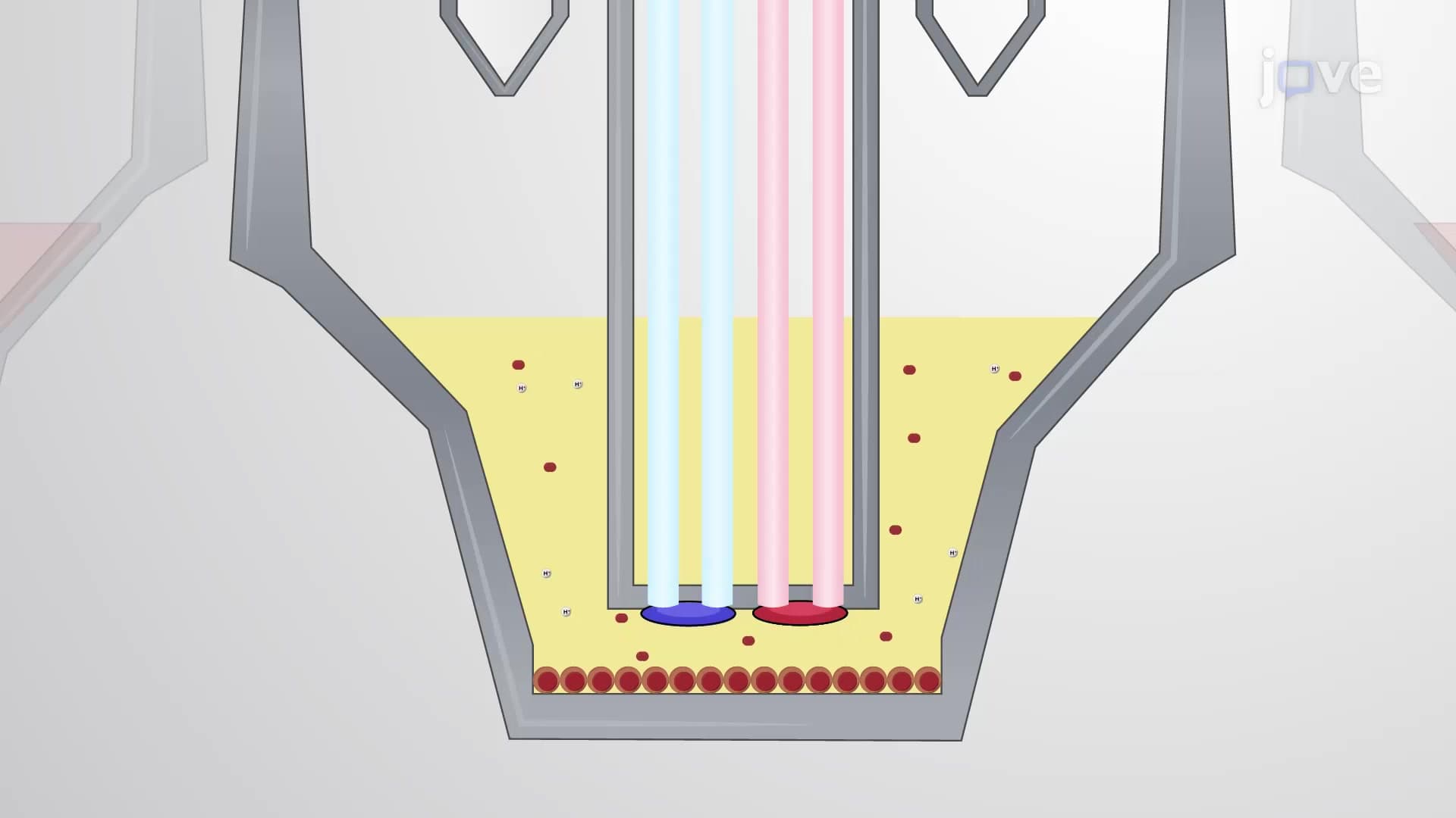 Extracellular Flux Assay: A Method for Measuring Metabolic Profile of Cells
