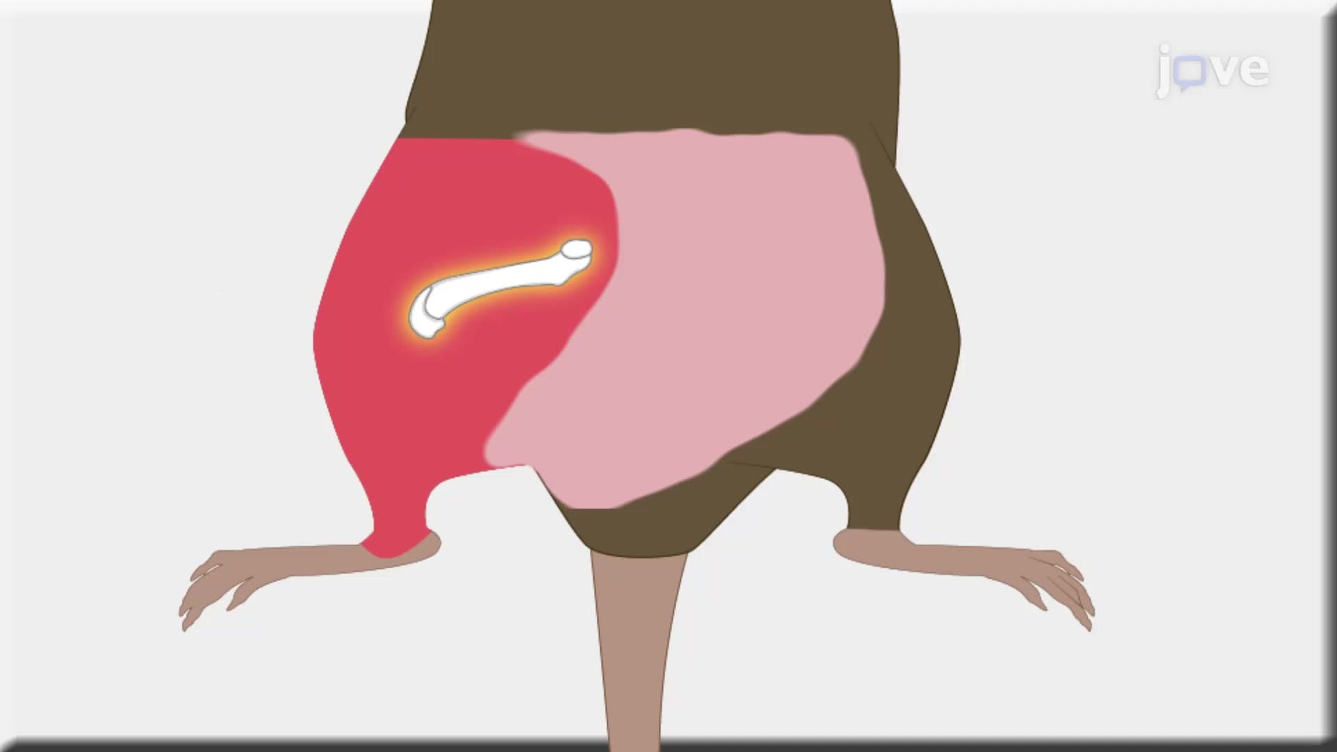 Bone Marrow Harvest from Mouse Hind Limb